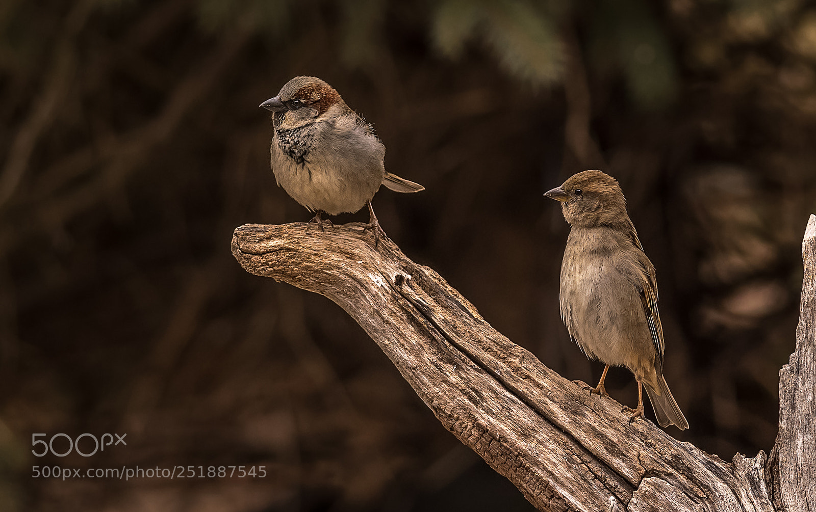 Nikon D500 sample photo. Sparrows on the lookout photography