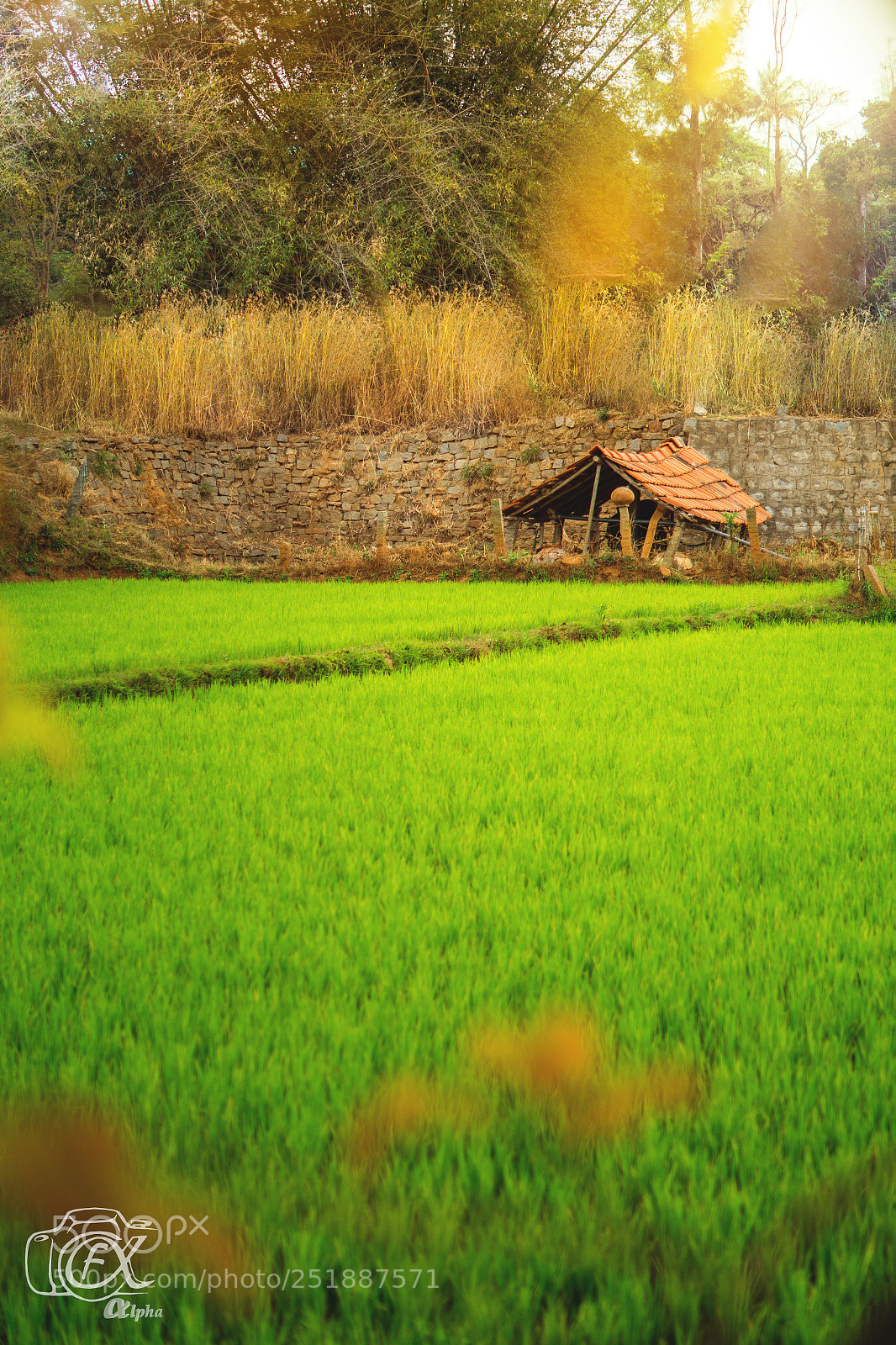 Sony SLT-A58 sample photo. Field photography