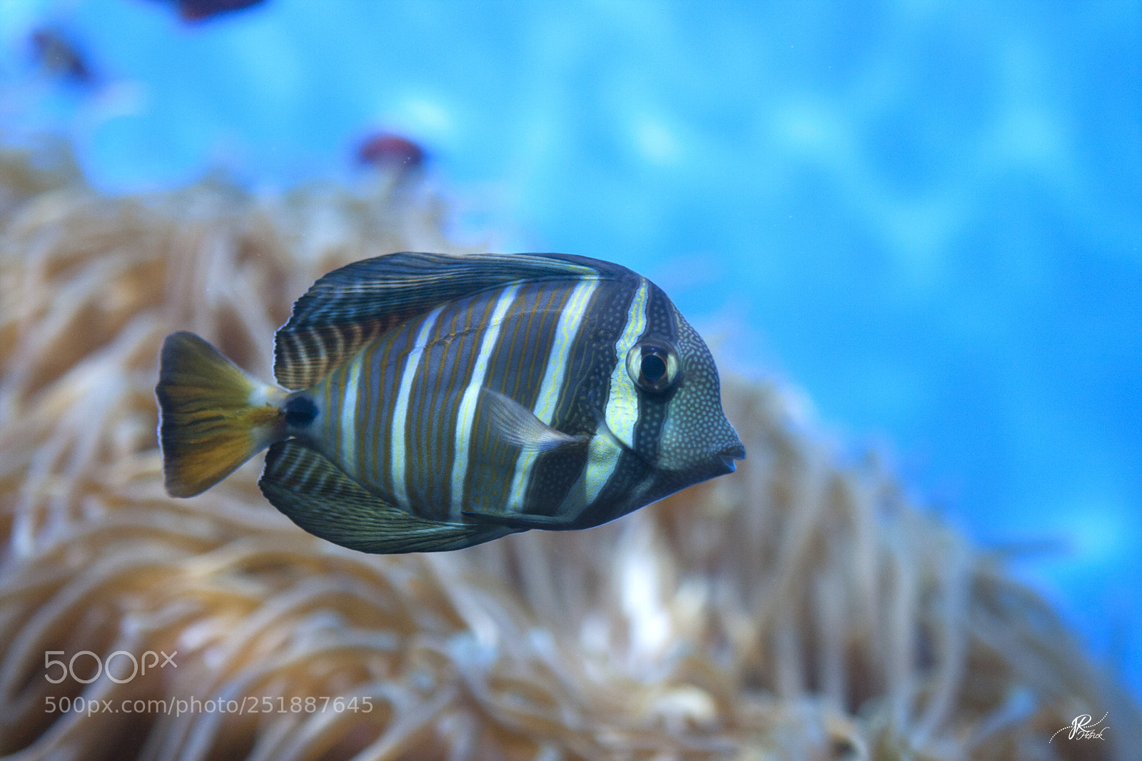Canon EOS 40D sample photo. Fishy fishy photography