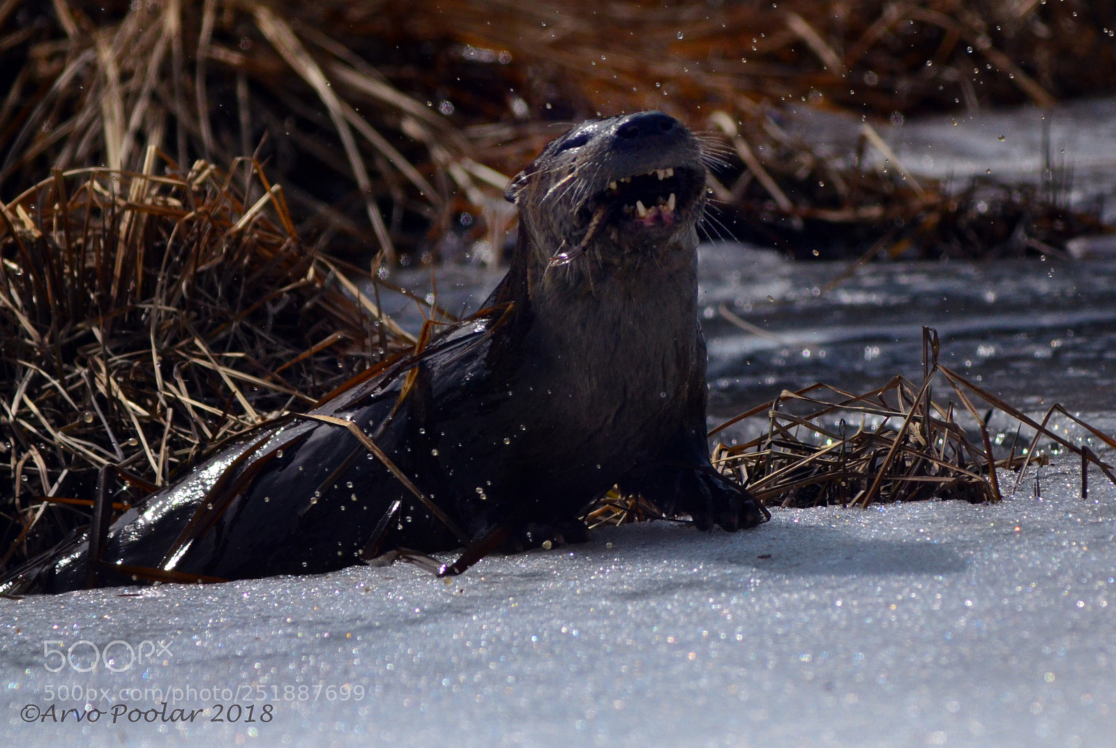 Nikon D7000 sample photo. River otter photography
