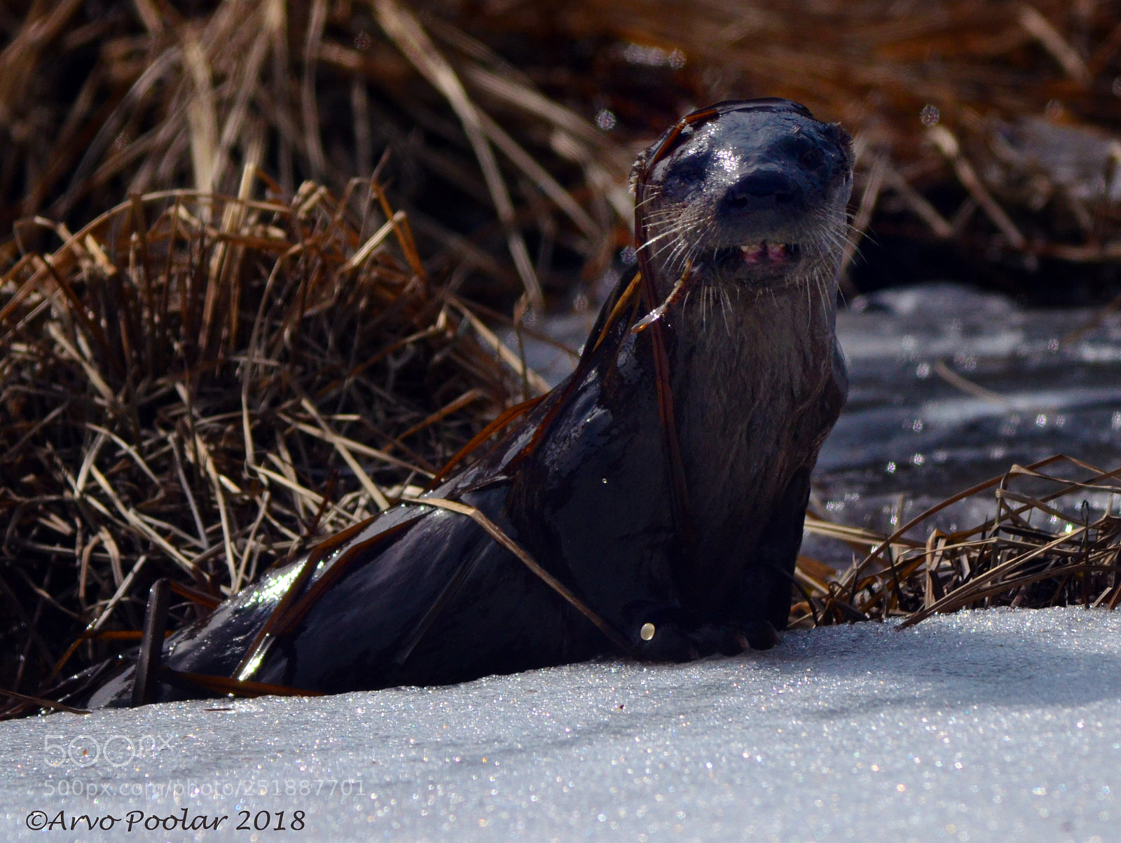 Nikon D7000 sample photo. River otter photography