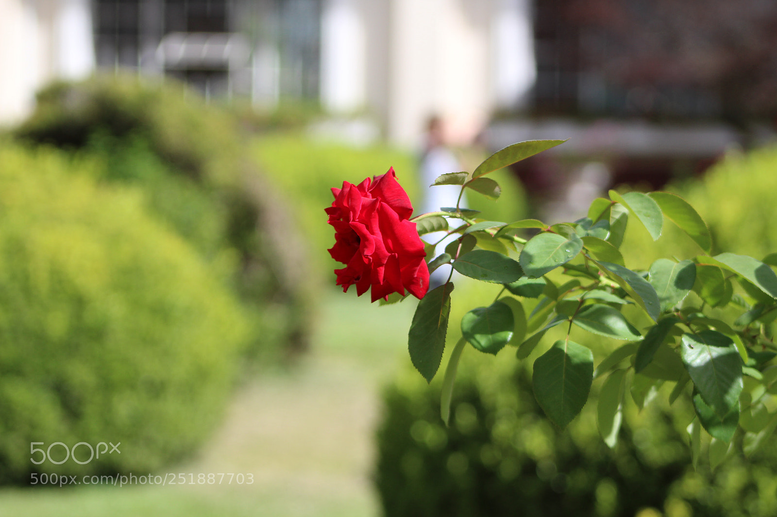 Canon EOS 1300D (EOS Rebel T6 / EOS Kiss X80) sample photo. Rose ? photography
