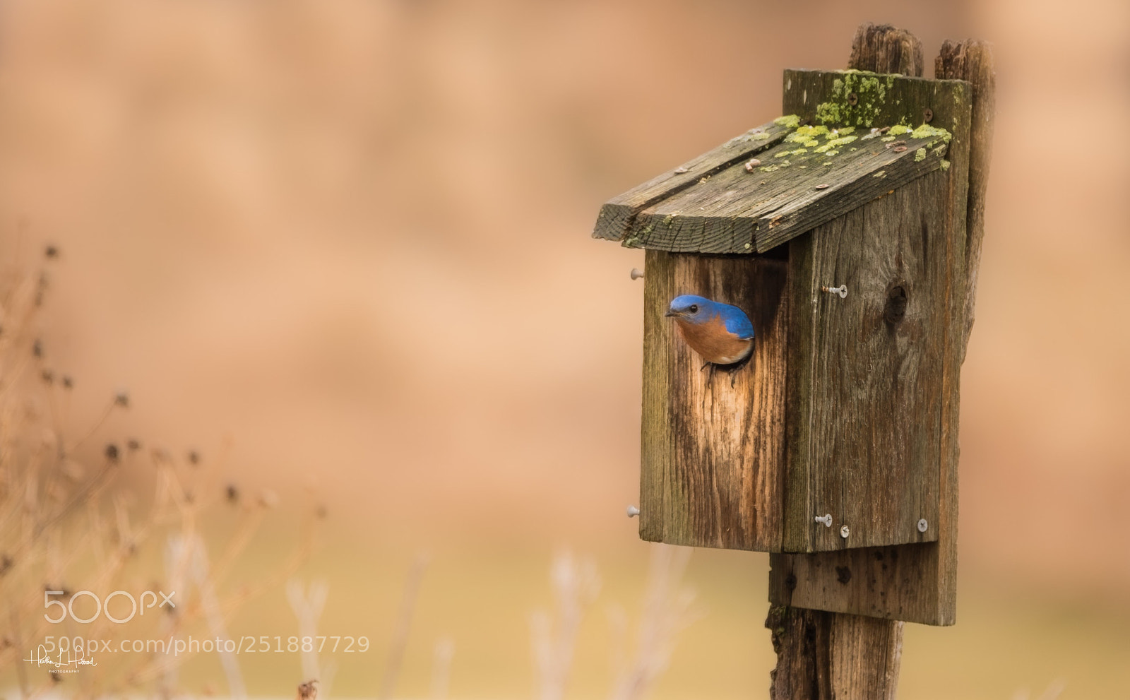 Nikon D810 sample photo. Bluebird home photography