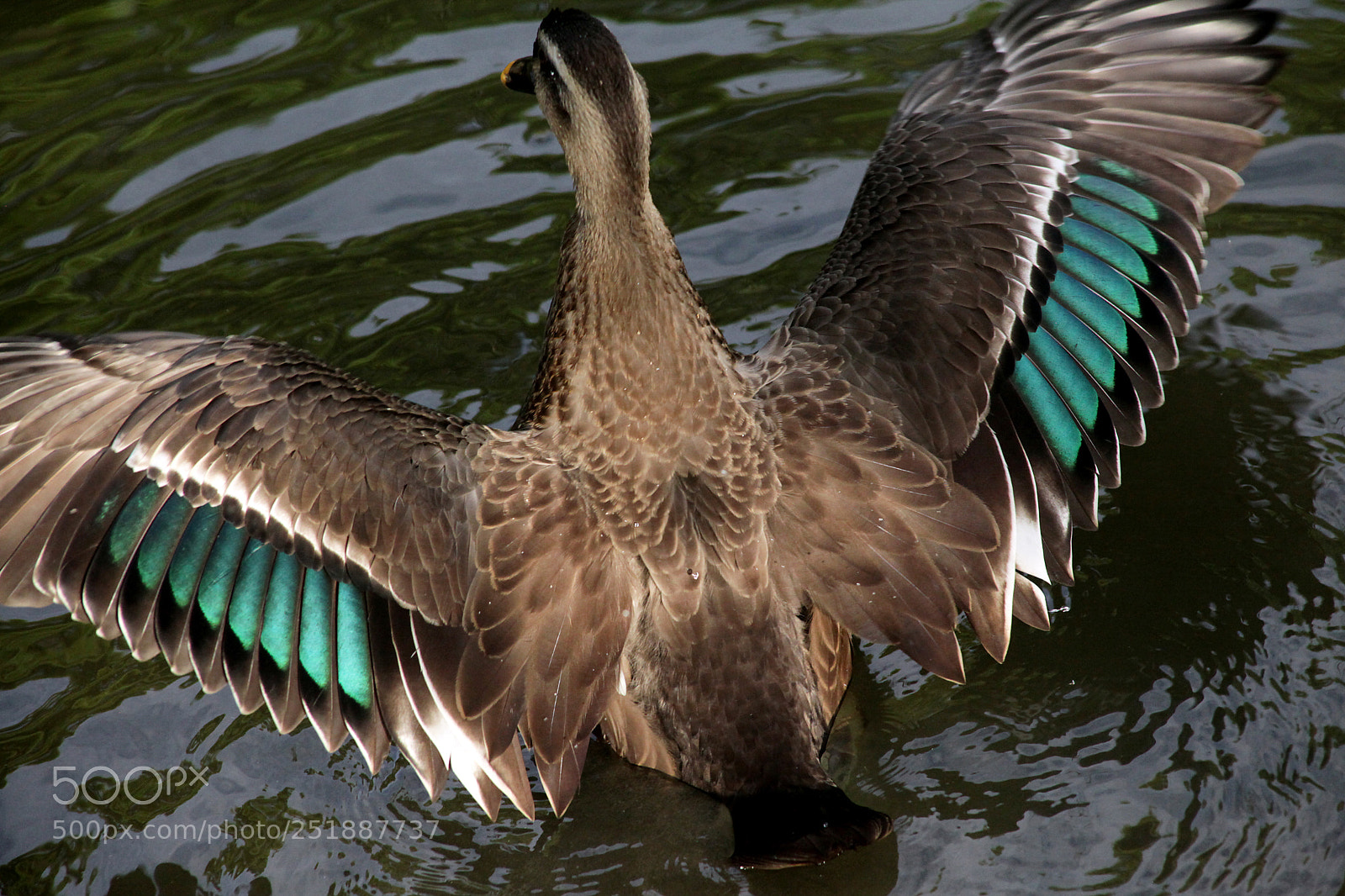 Canon EOS 5D Mark II sample photo. 輝く緑　brilliant green photography