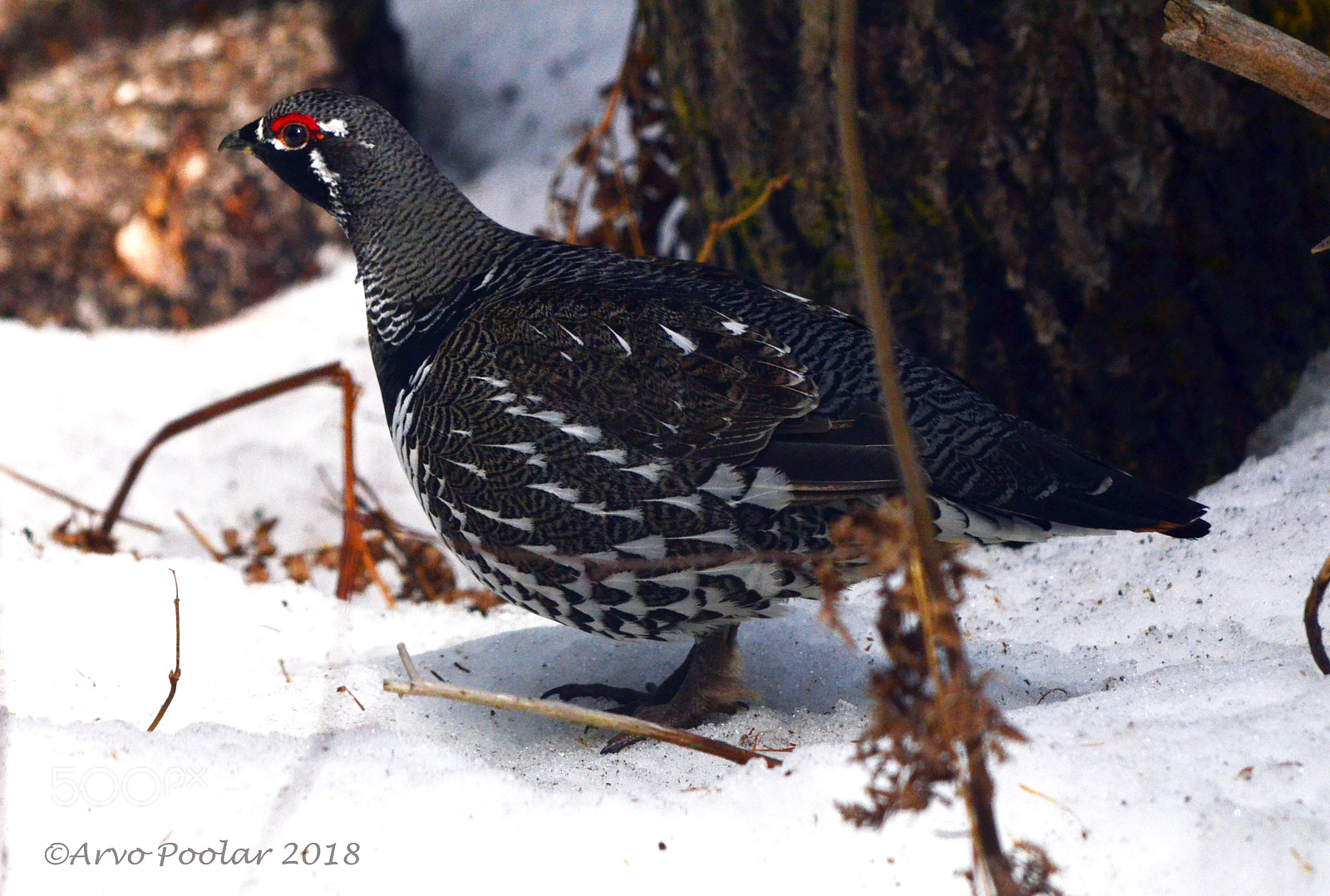 Nikon D7000 sample photo. Spruce grouse photography