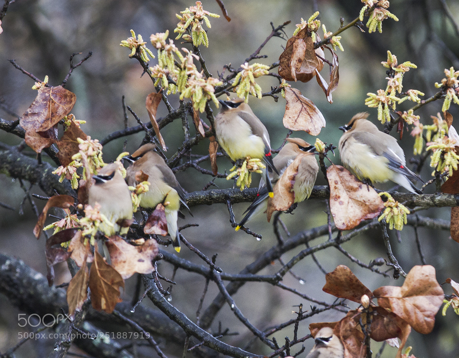 Canon EOS 7D sample photo. Cedar waxwings photography