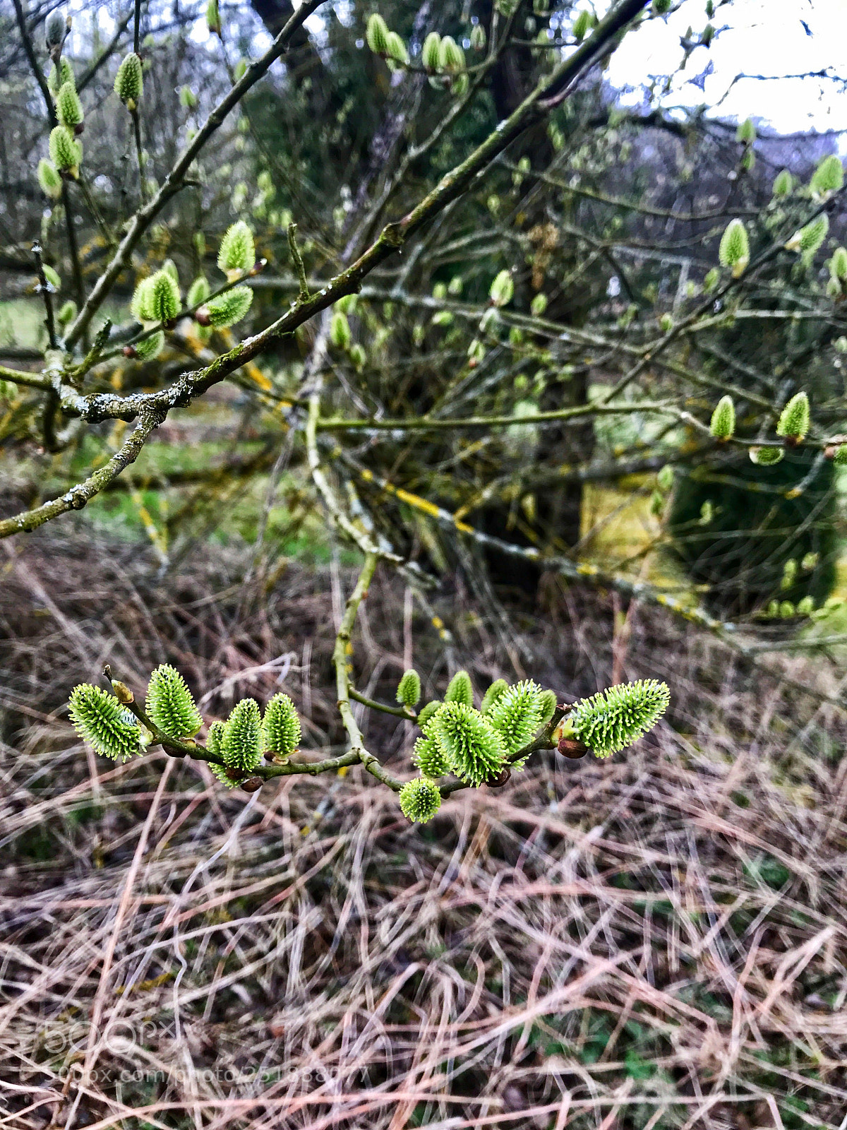 Apple iPhone 7 sample photo. Pussy willow branches with photography