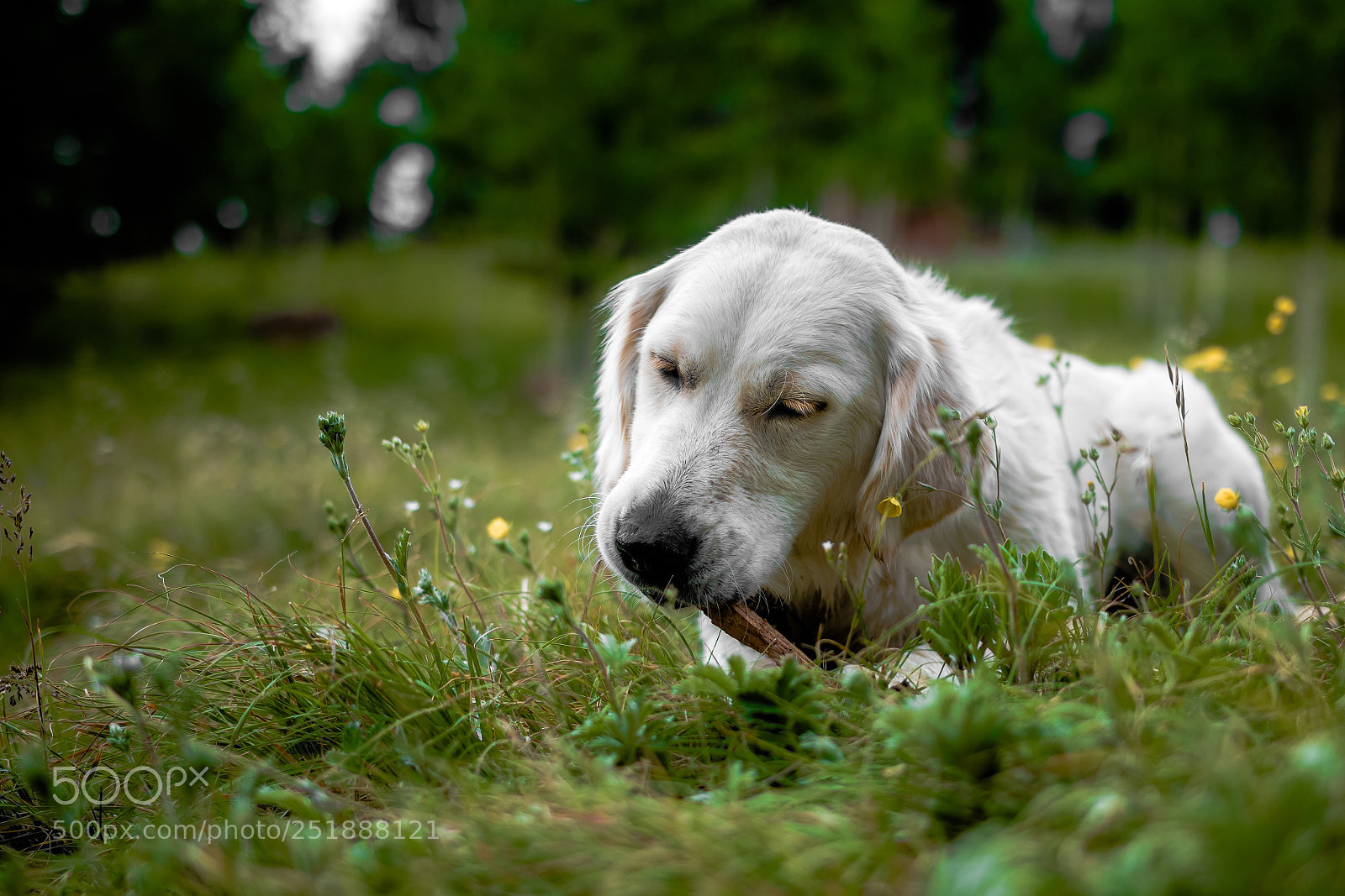 Canon EOS 70D sample photo. My sweet girl photography