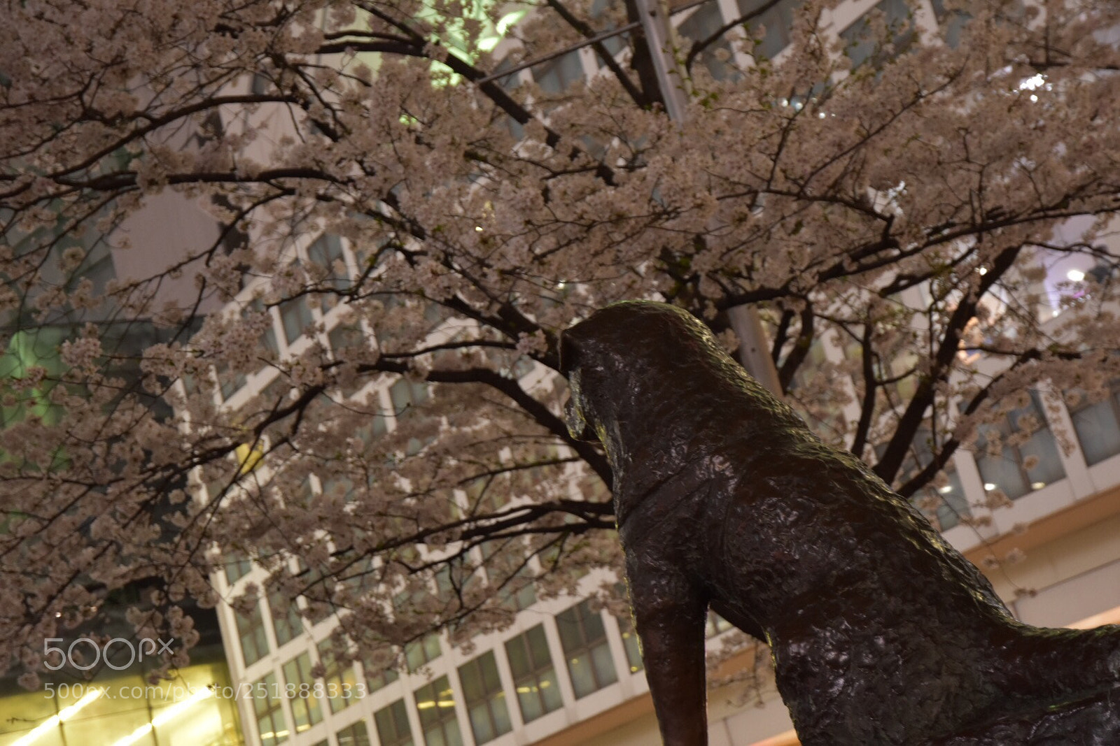 Nikon D7200 sample photo. Wating photography