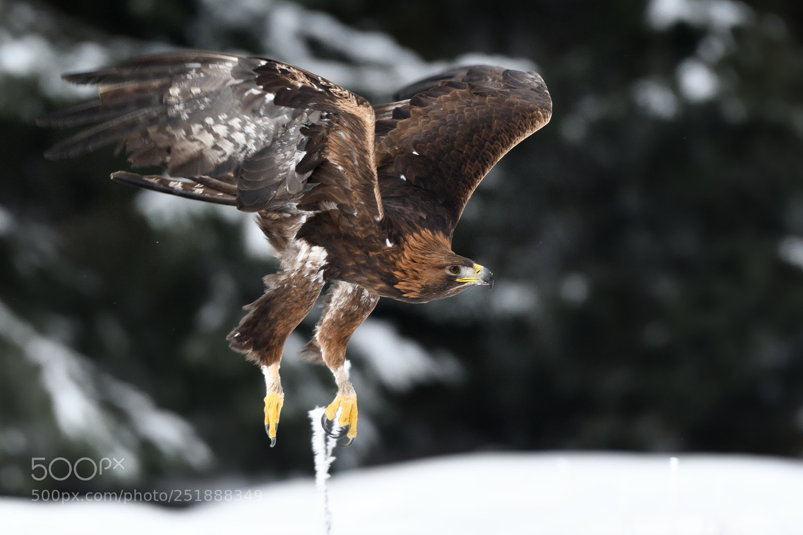 Nikon D500 sample photo. Golden eagle photography
