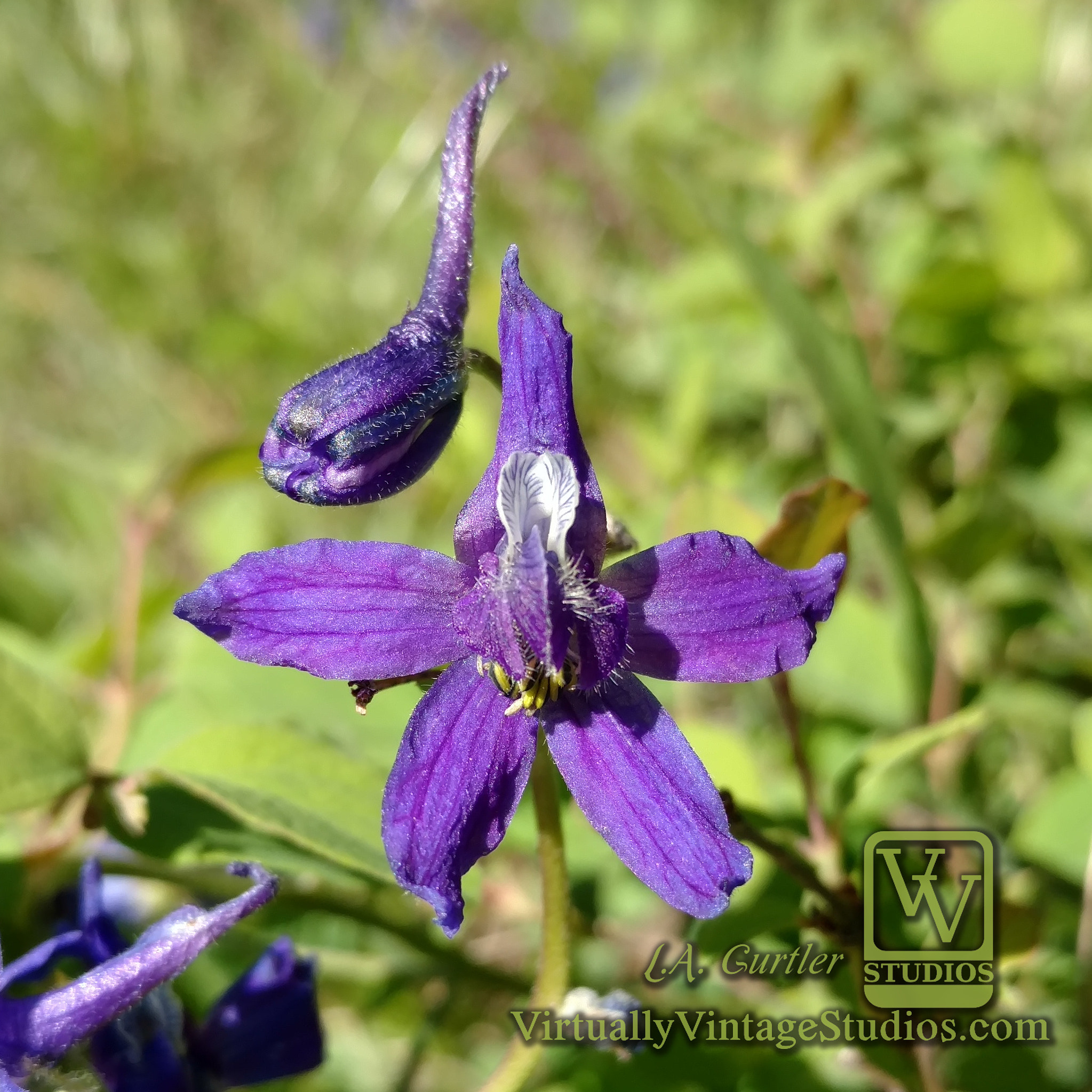 Motorola DROID Turbo 2 sample photo. Two lobe larkspur photography