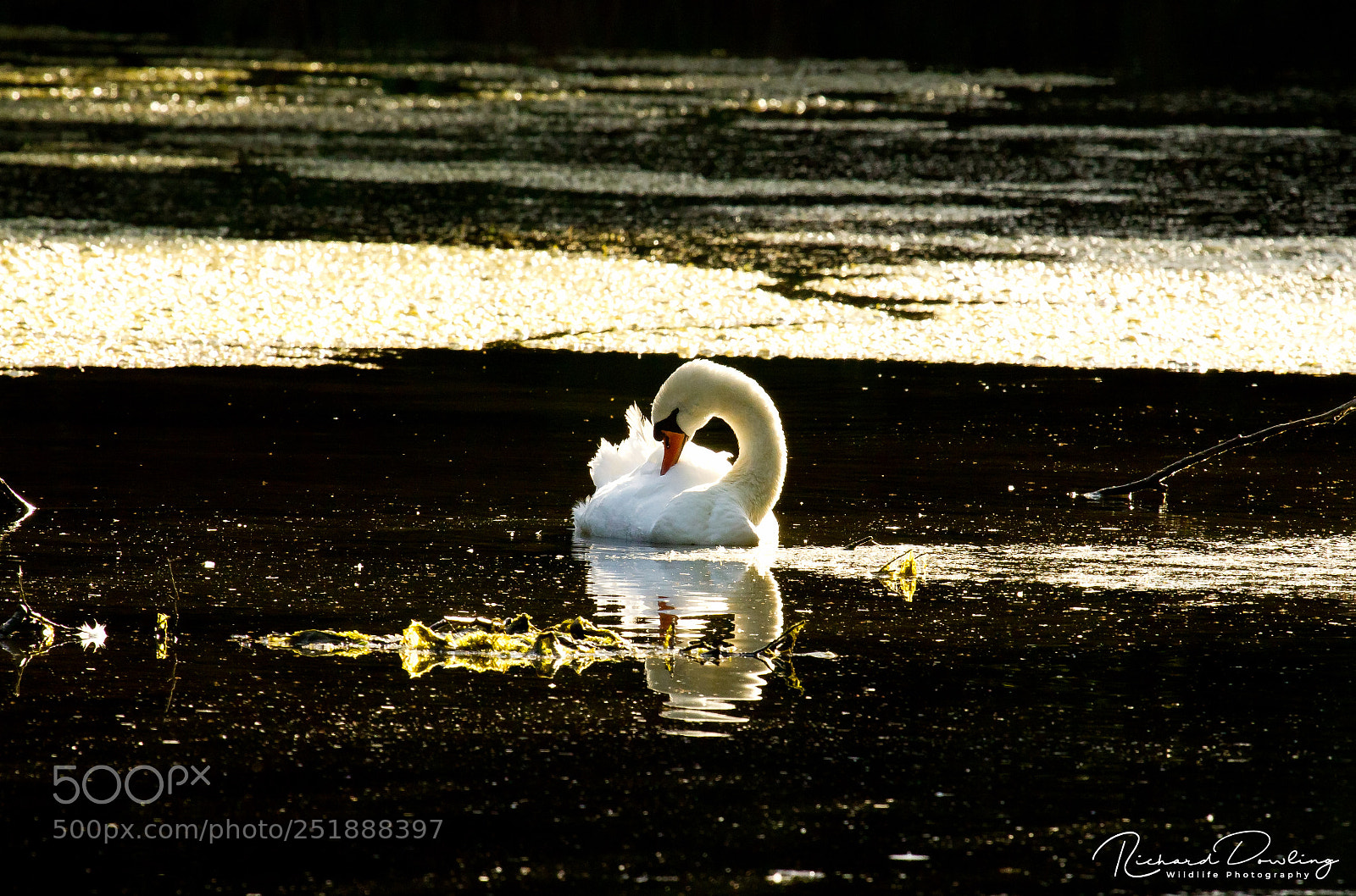 Canon EOS 7D sample photo. Backlit preening swan photography