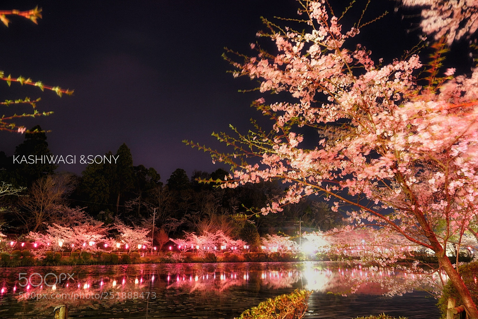 Sony a7 II sample photo. Blooming at night photography