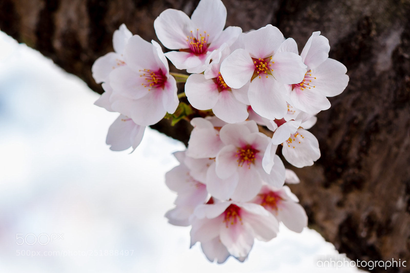 Canon EOS 60D sample photo. Flower-triangle! photography