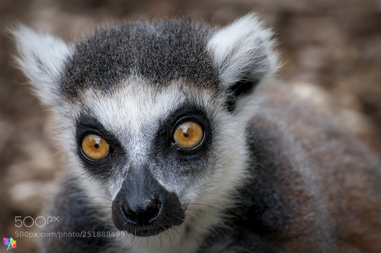 Nikon D300 sample photo. Lemur's expression photography