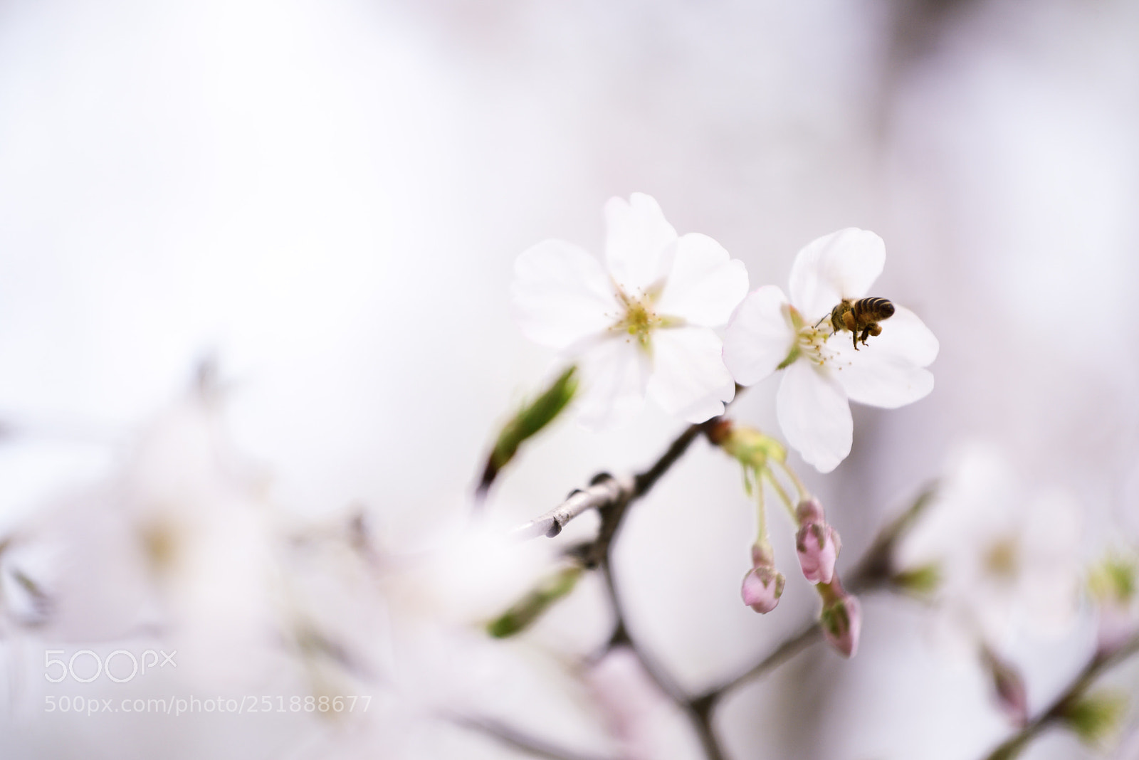 Nikon D800 sample photo. Untitled photography