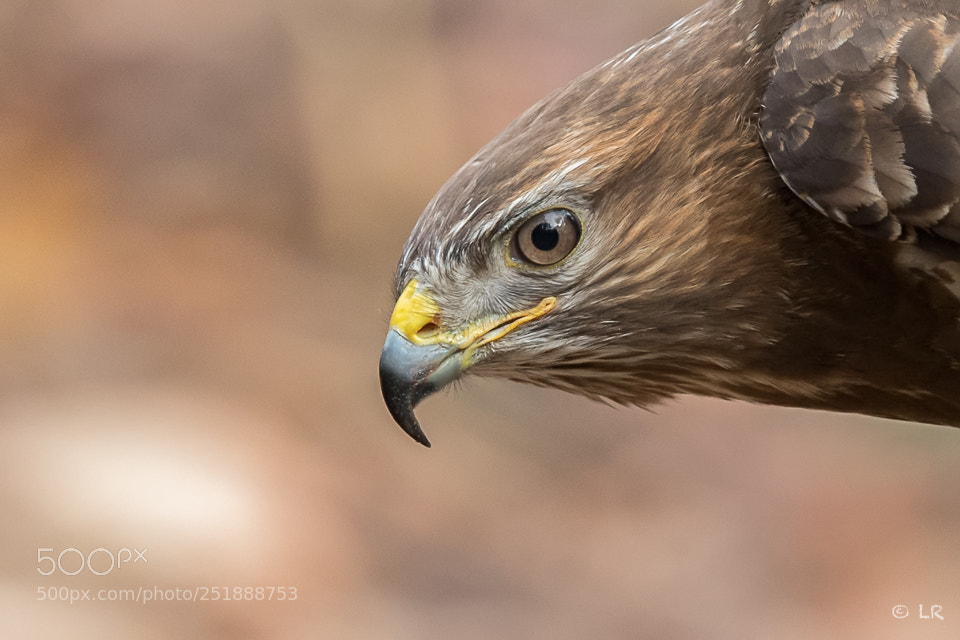 Nikon D5 sample photo. Portrait of a buzzard photography
