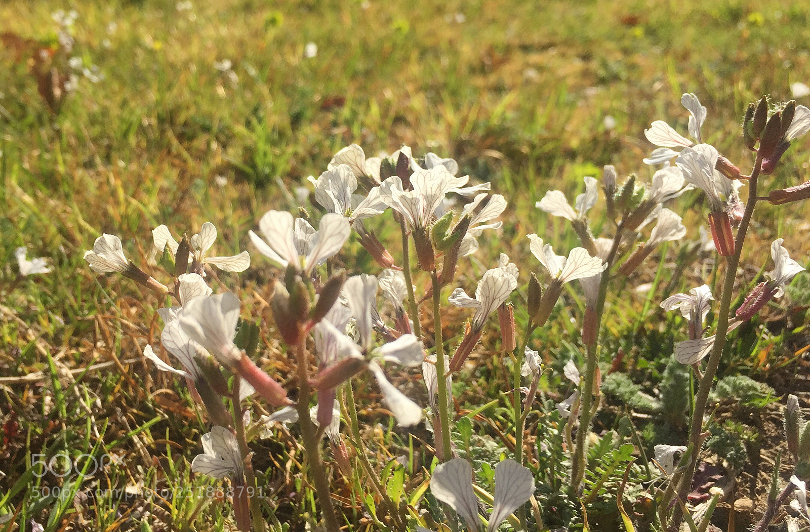 Apple iPhone 6 sample photo. Nature photography