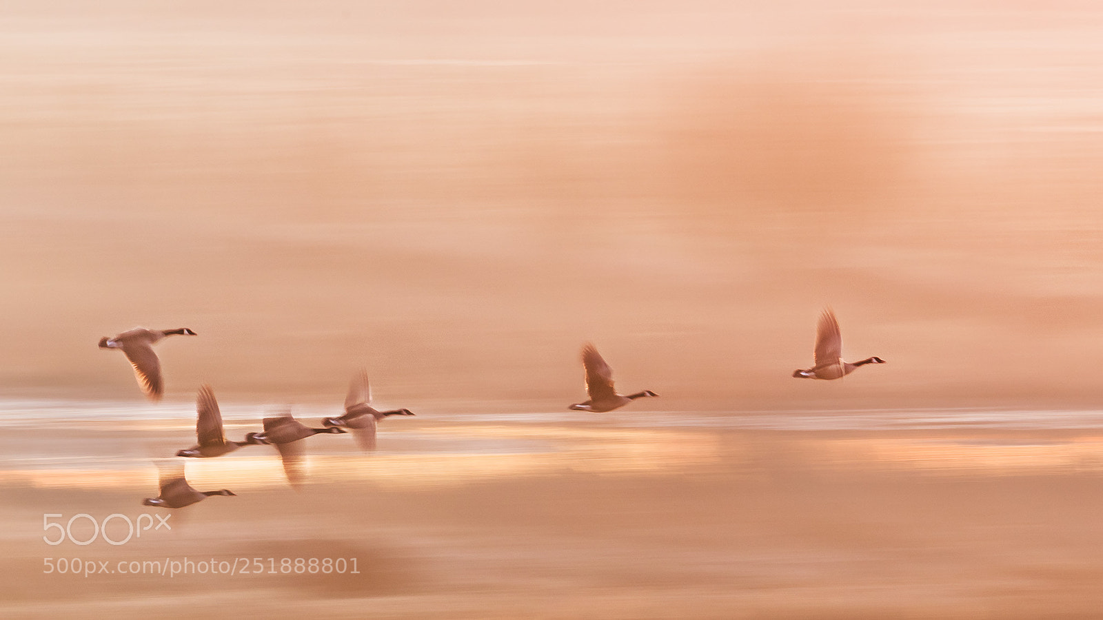 Canon EOS-1D X Mark II sample photo. The gooses fly in photography