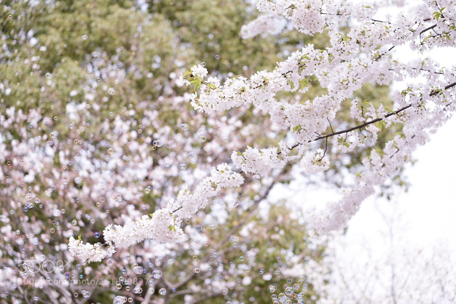 Nikon D800 sample photo. Untitled photography