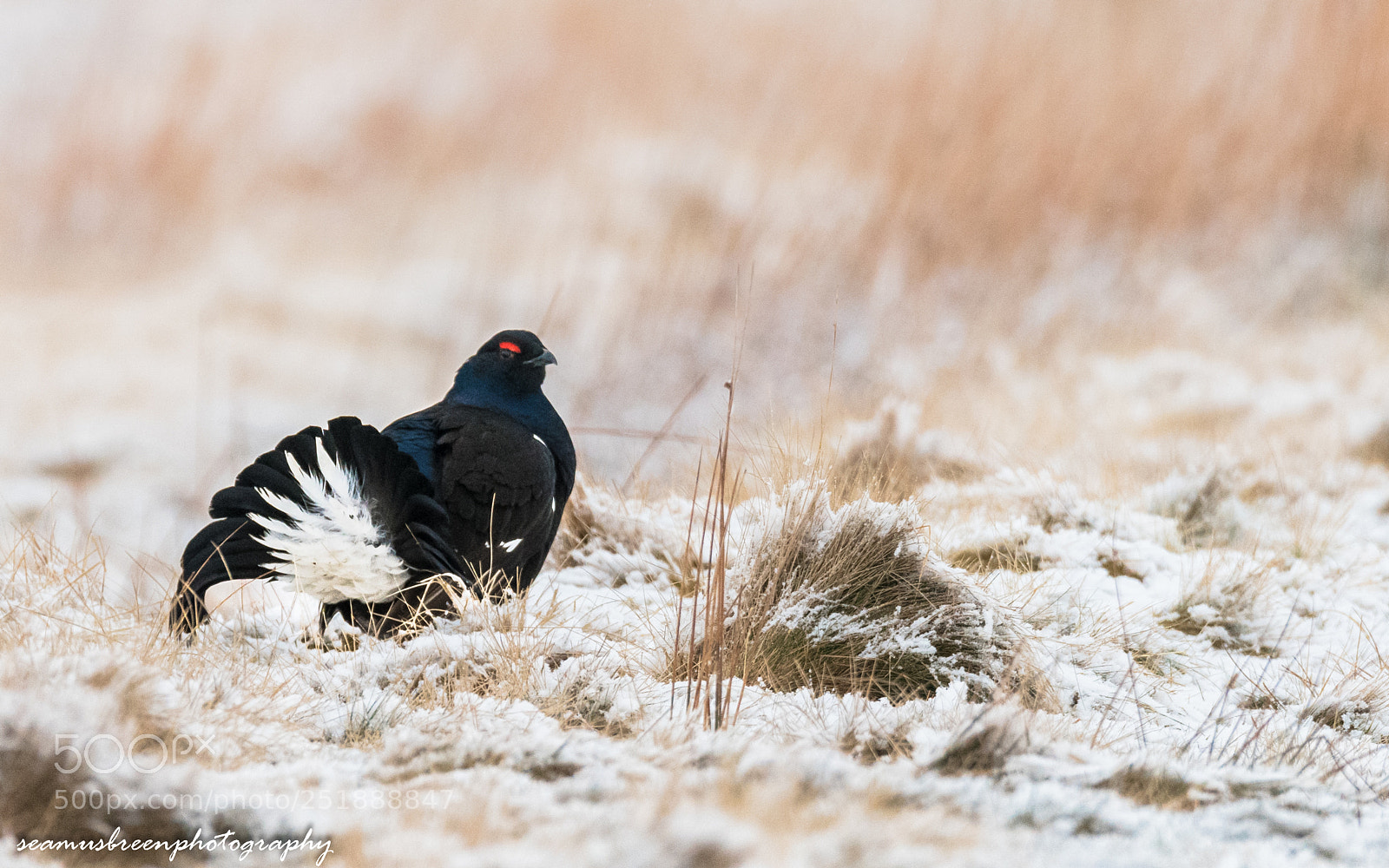 Nikon D850 sample photo. Black grouse easter morning photography