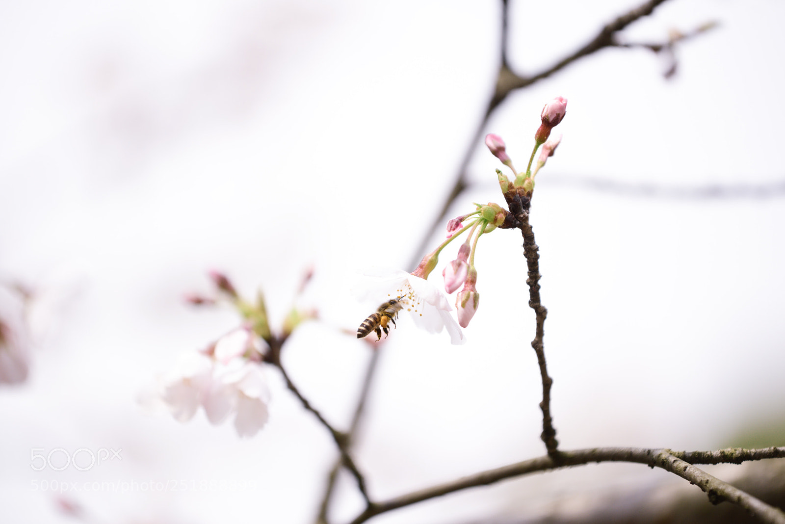 Nikon D800 sample photo. Untitled photography