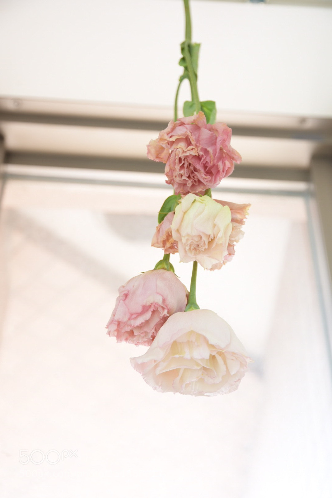Nikon D7200 sample photo. Flowers photography