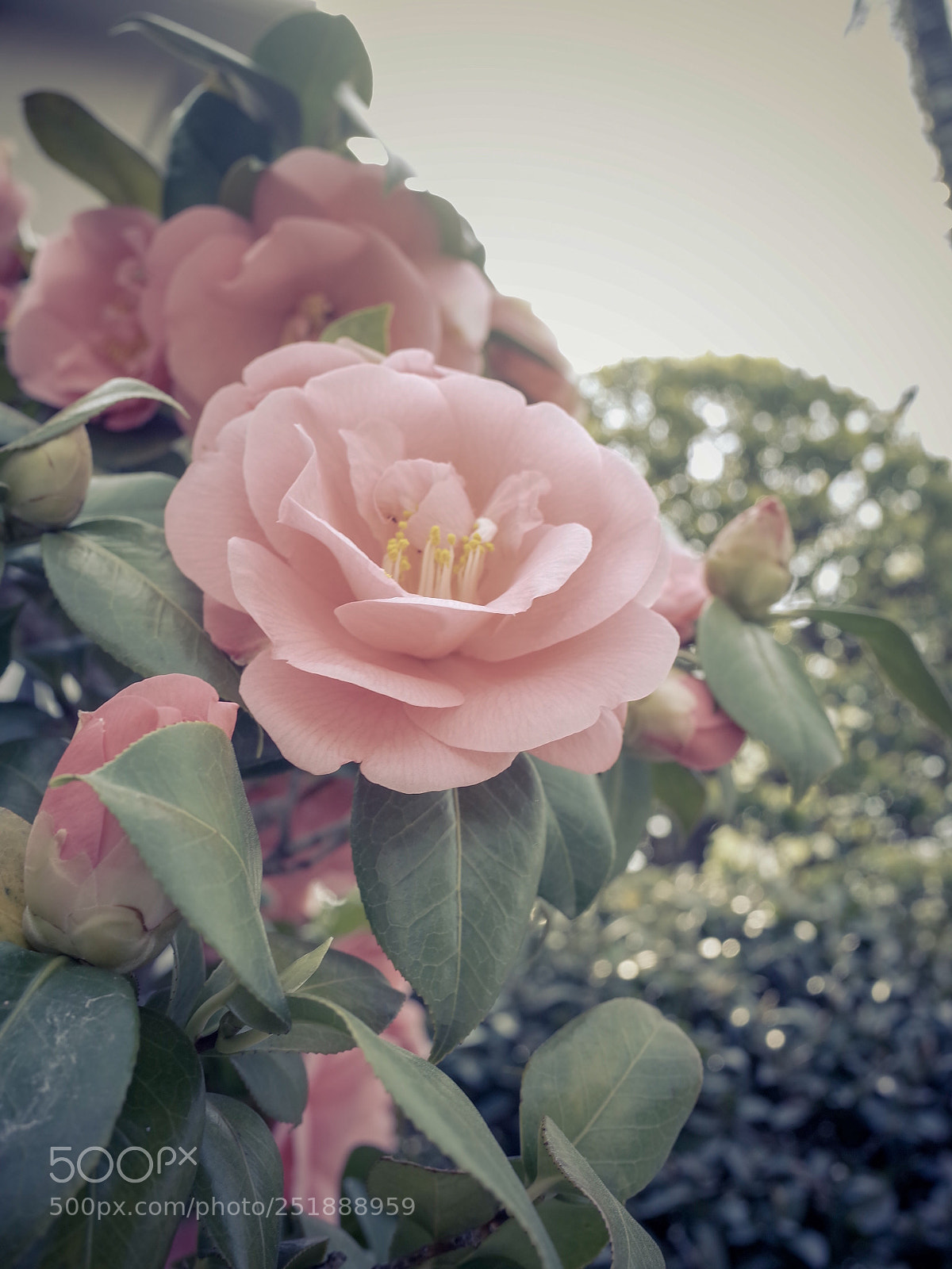 Ricoh GR II sample photo. Untitled photography