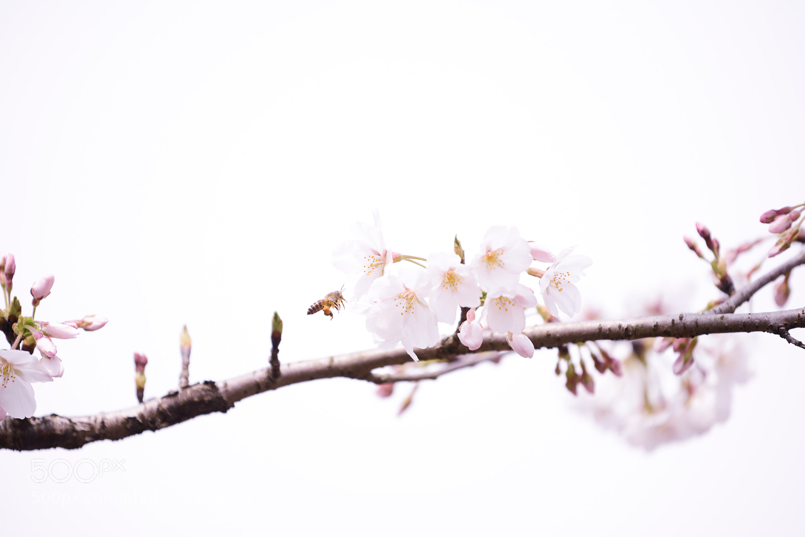 Nikon D800 sample photo. Untitled photography