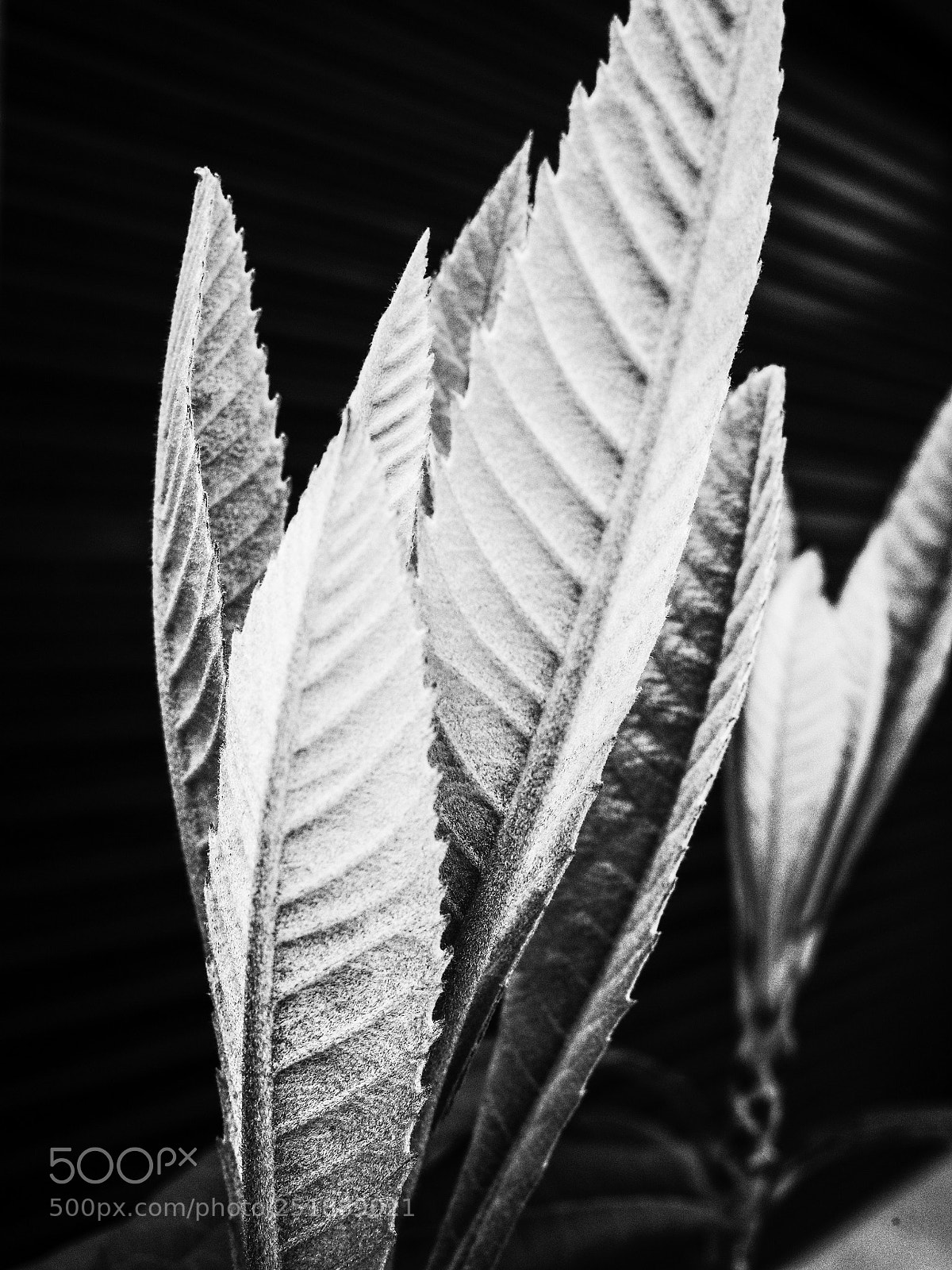 Ricoh GR II sample photo. Untitled photography