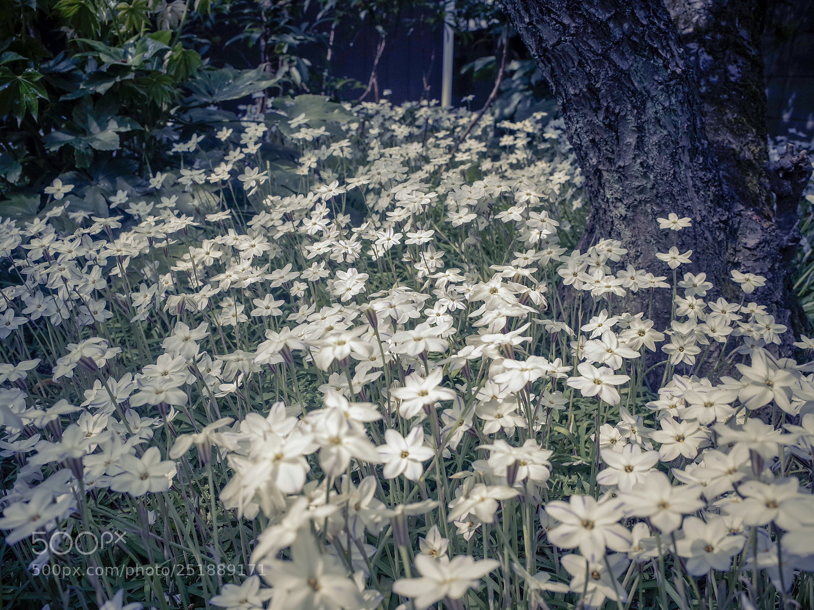 Ricoh GR II sample photo. Untitled photography