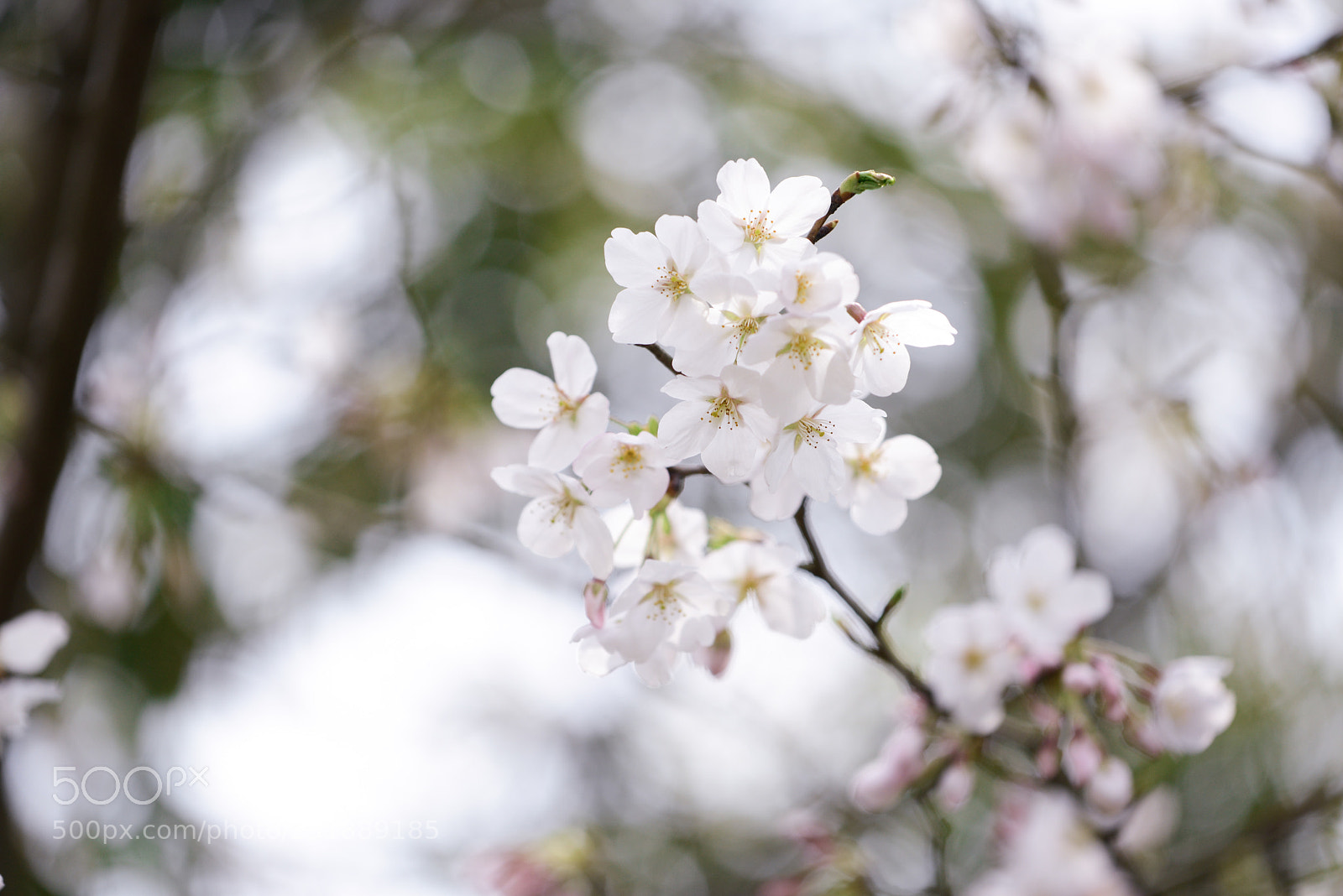 Nikon D800 sample photo. Untitled photography