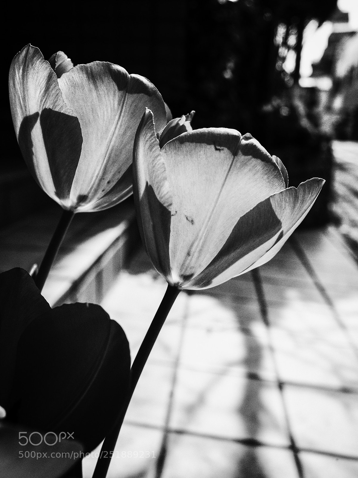 Ricoh GR II sample photo. Untitled photography