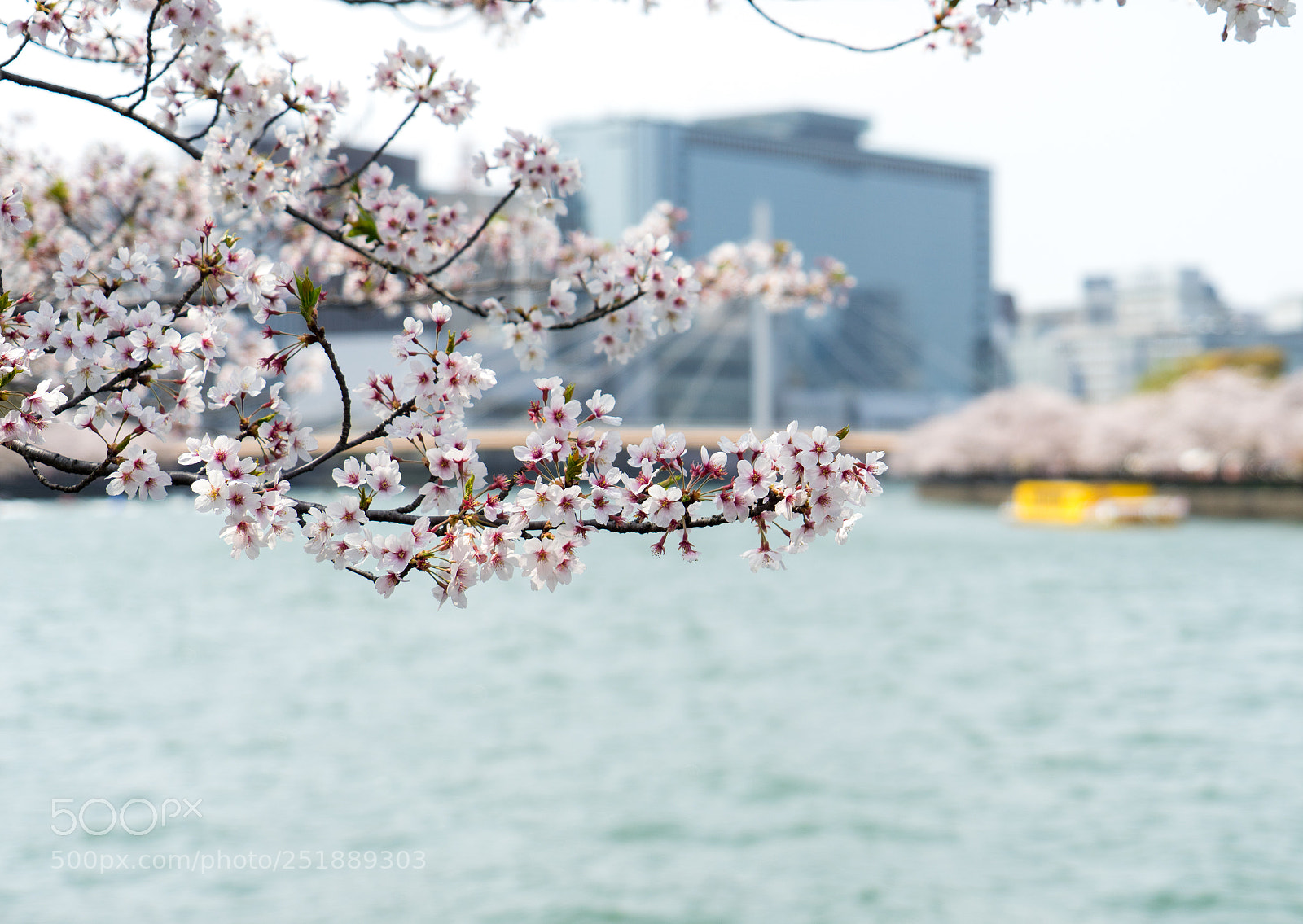Sony a7 II sample photo. 名称未設定 photography