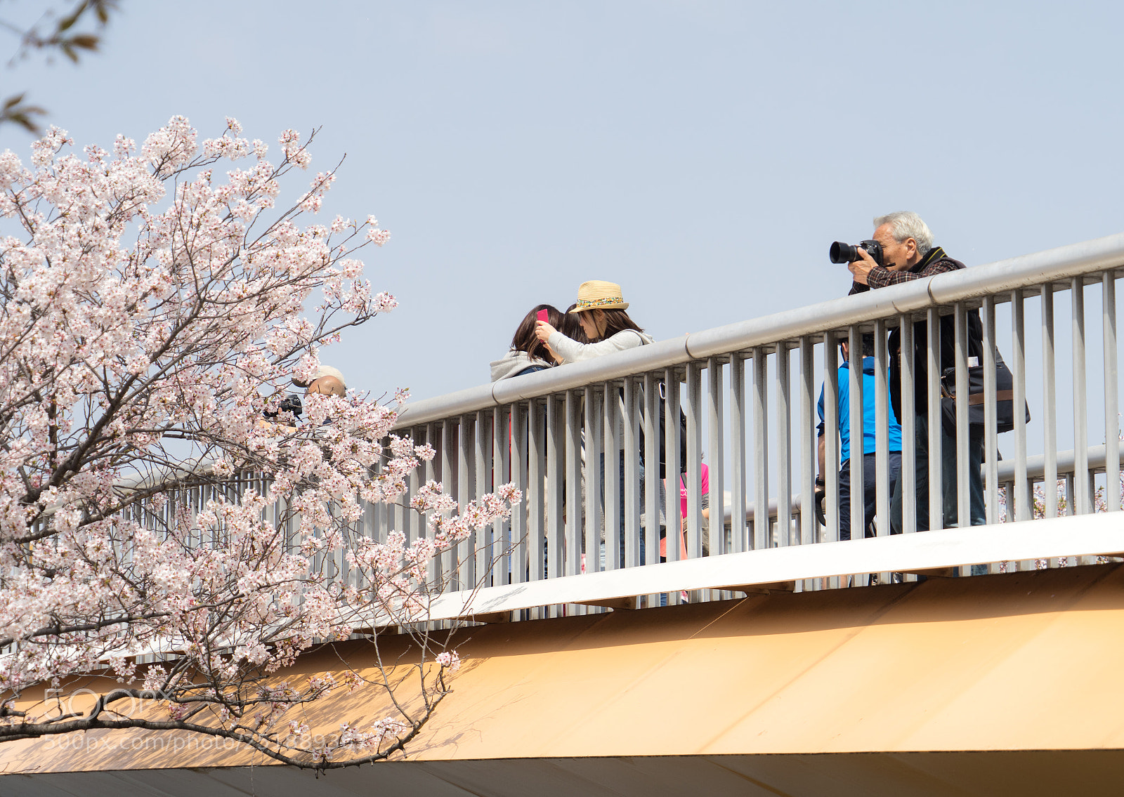 Sony a7 II sample photo. 名称未設定 photography