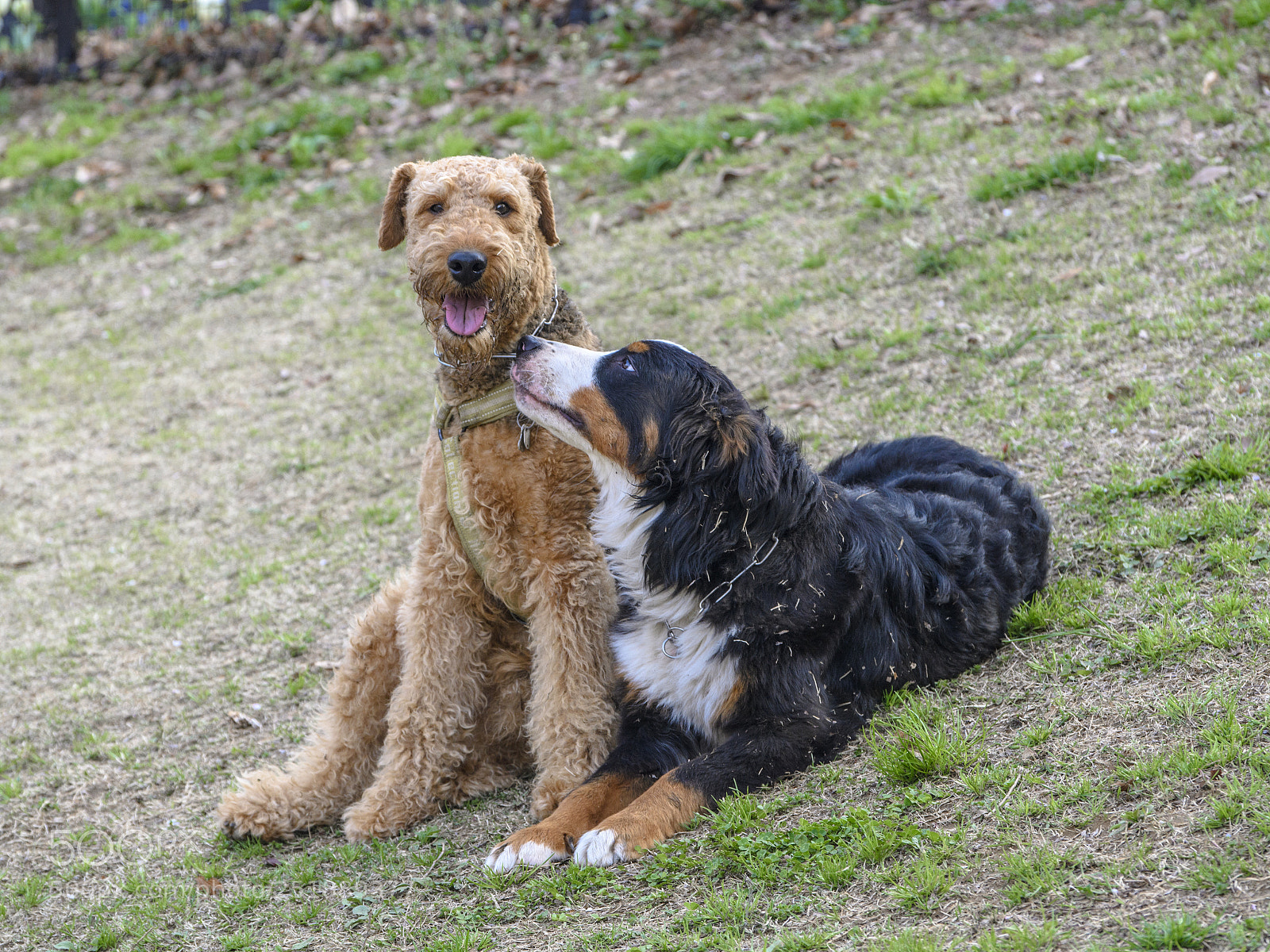 Nikon D5 sample photo. Love me tender photography