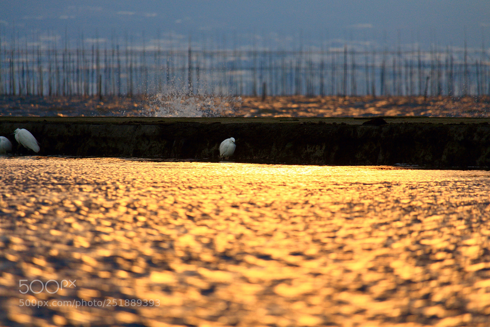Canon EOS 700D (EOS Rebel T5i / EOS Kiss X7i) sample photo. Egret photography
