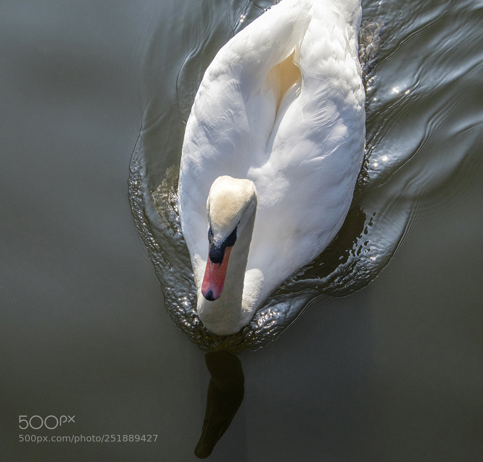 Fujifilm X-T1 sample photo. White swan photography