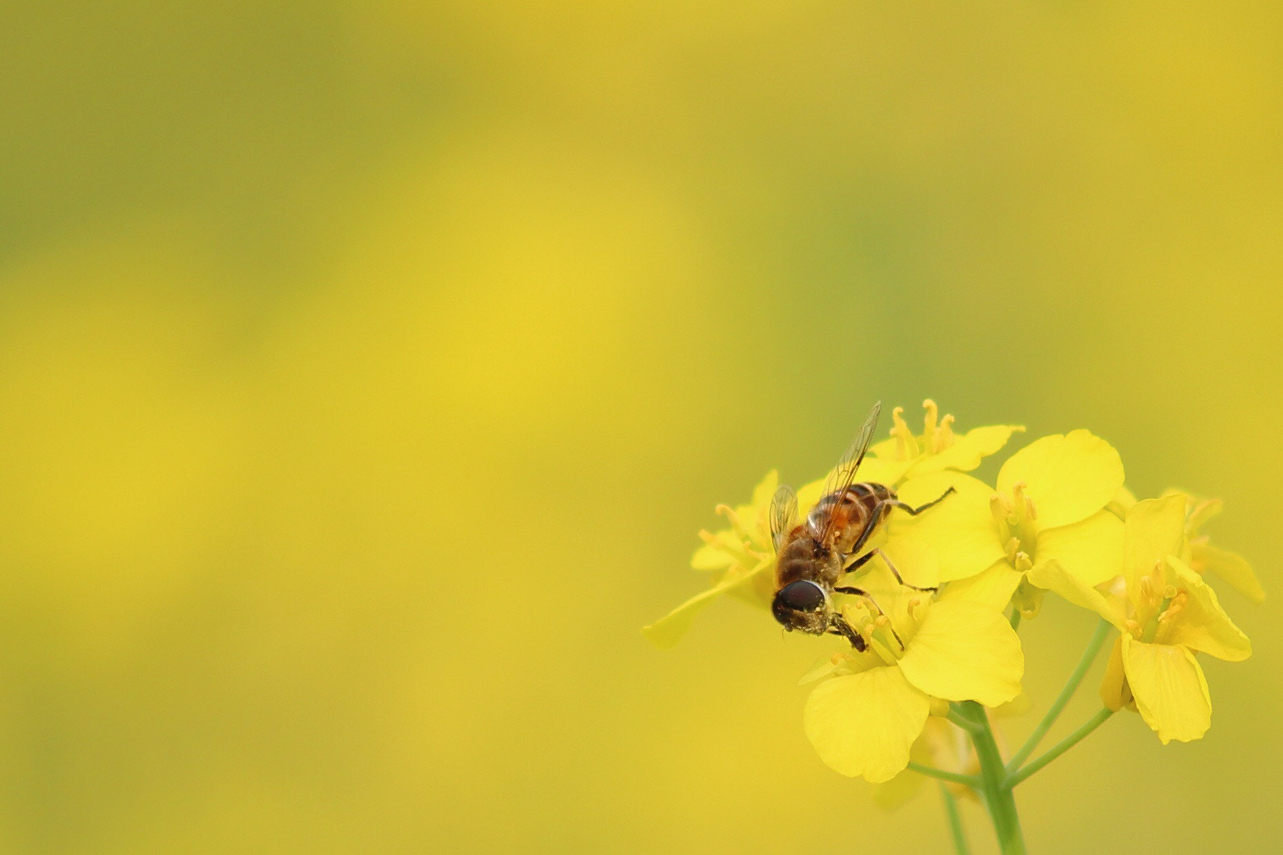 Canon EOS 100D (EOS Rebel SL1 / EOS Kiss X7) sample photo. Rape blossoms photography
