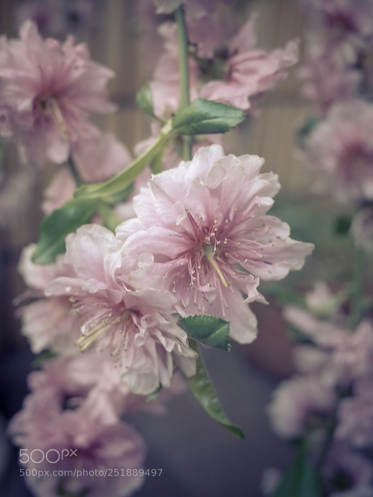 Ricoh GR II sample photo. Untitled photography