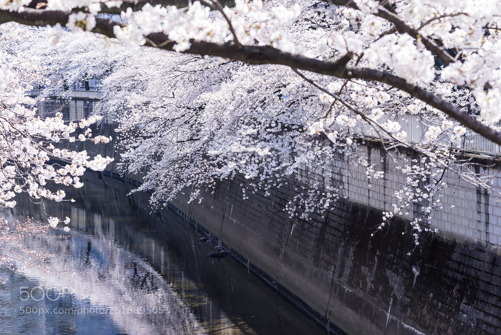 Sony a7R sample photo. Cherry on river photography