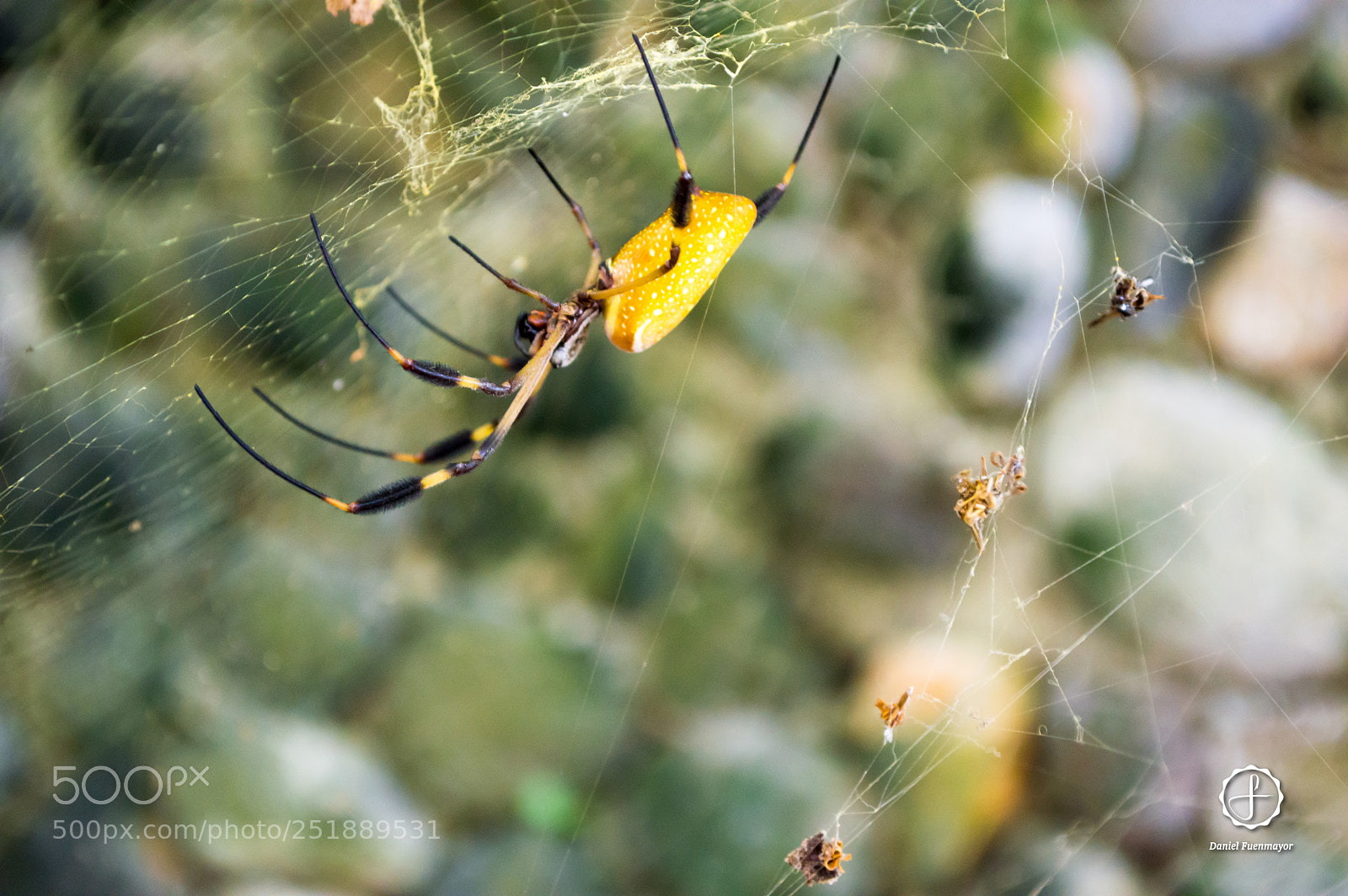 Nikon D3200 sample photo. Spider / tayrona park photography