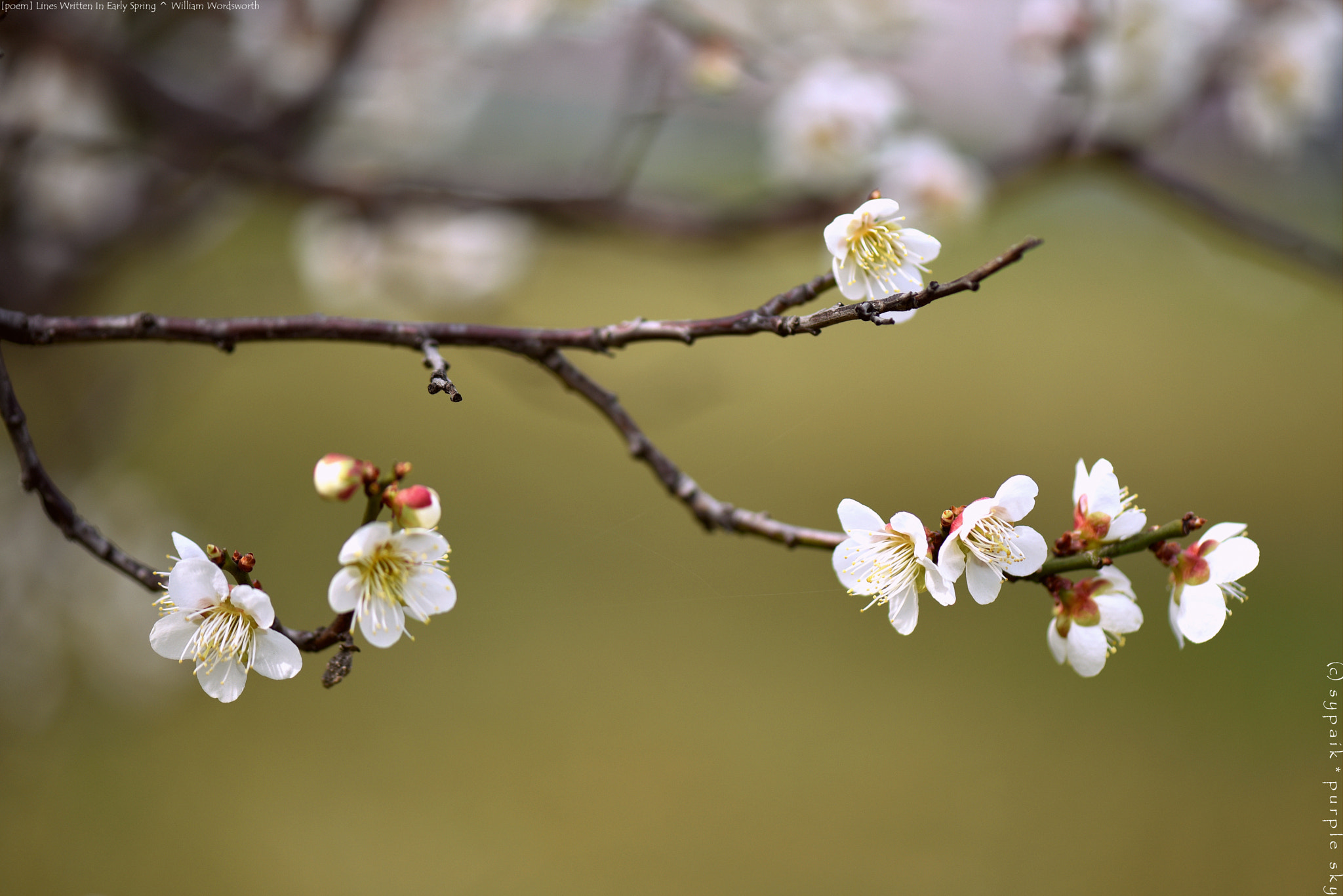 Nikon AF-S Micro-Nikkor 105mm F2.8G IF-ED VR sample photo. Lines written in early spring *** photography