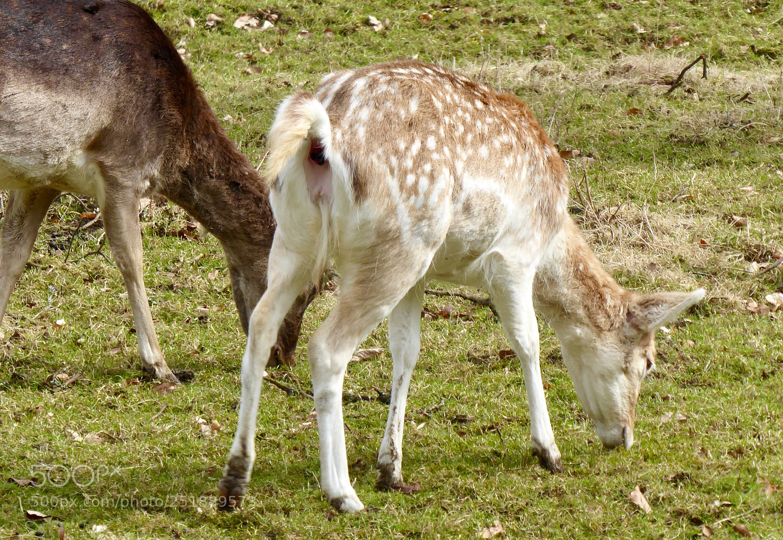 Panasonic DMC-TZ71 sample photo. Kitz mit mama beim photography