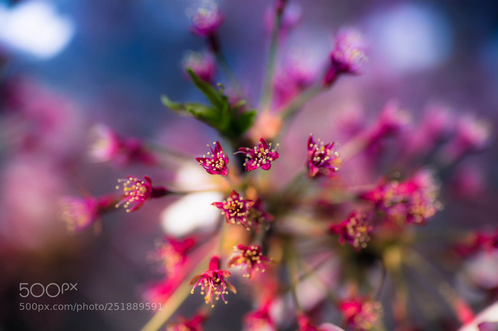 Canon EOS 5D Mark II sample photo. Cherry blossom in kyoto photography