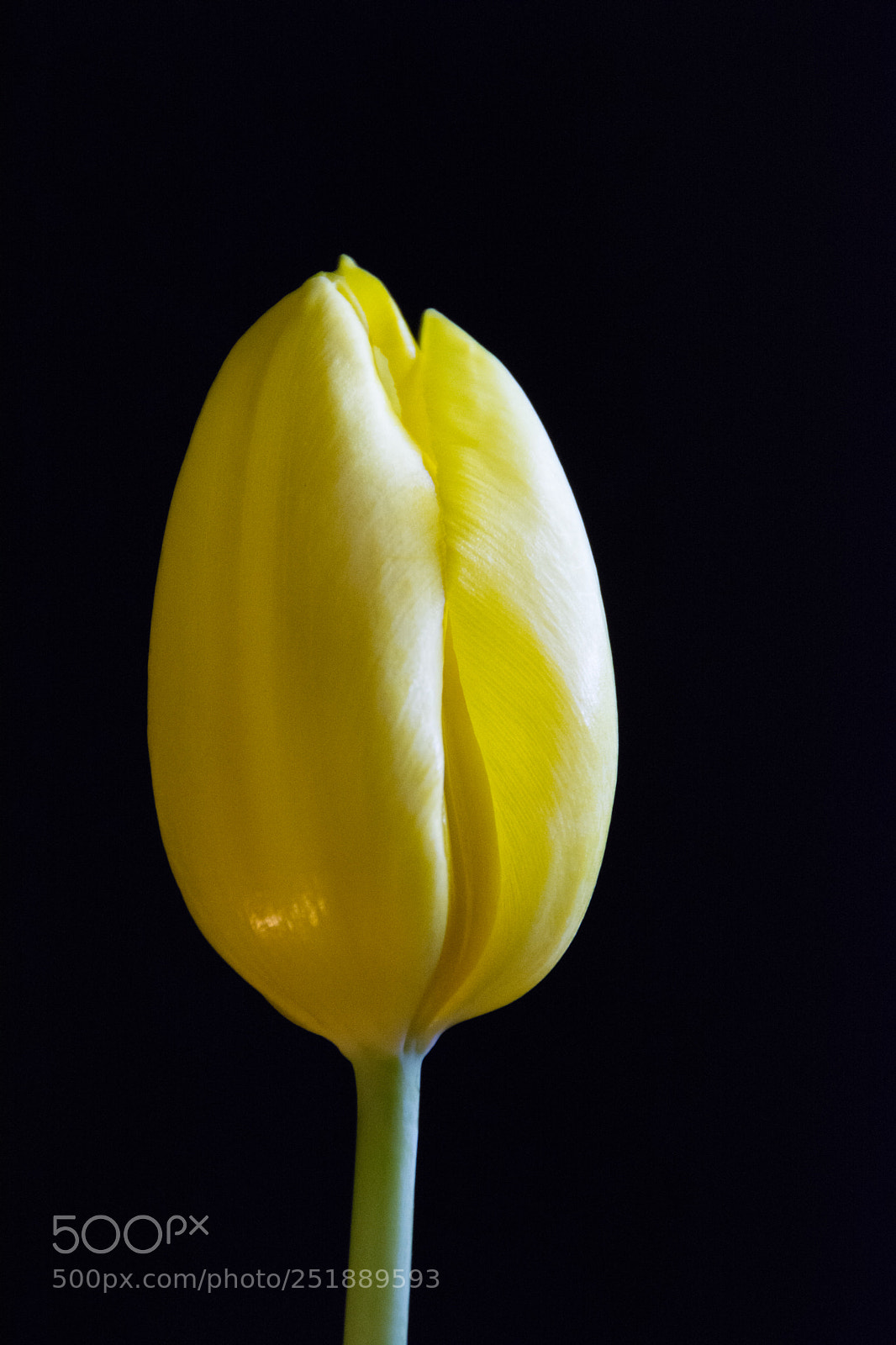 Nikon D7100 sample photo. Single yellow tulips-2 photography