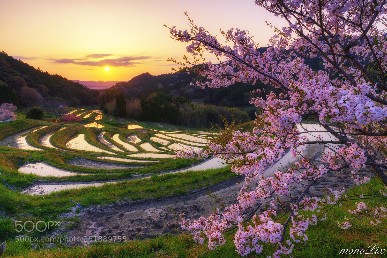 Sony a7R III sample photo. Cherry blossoms at dawn photography