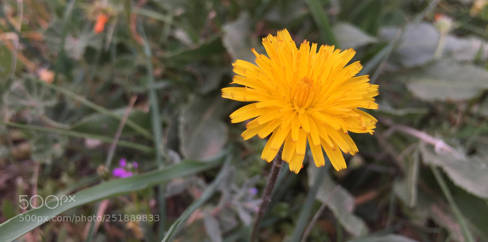 Apple iPhone 6 sample photo. Nature photography