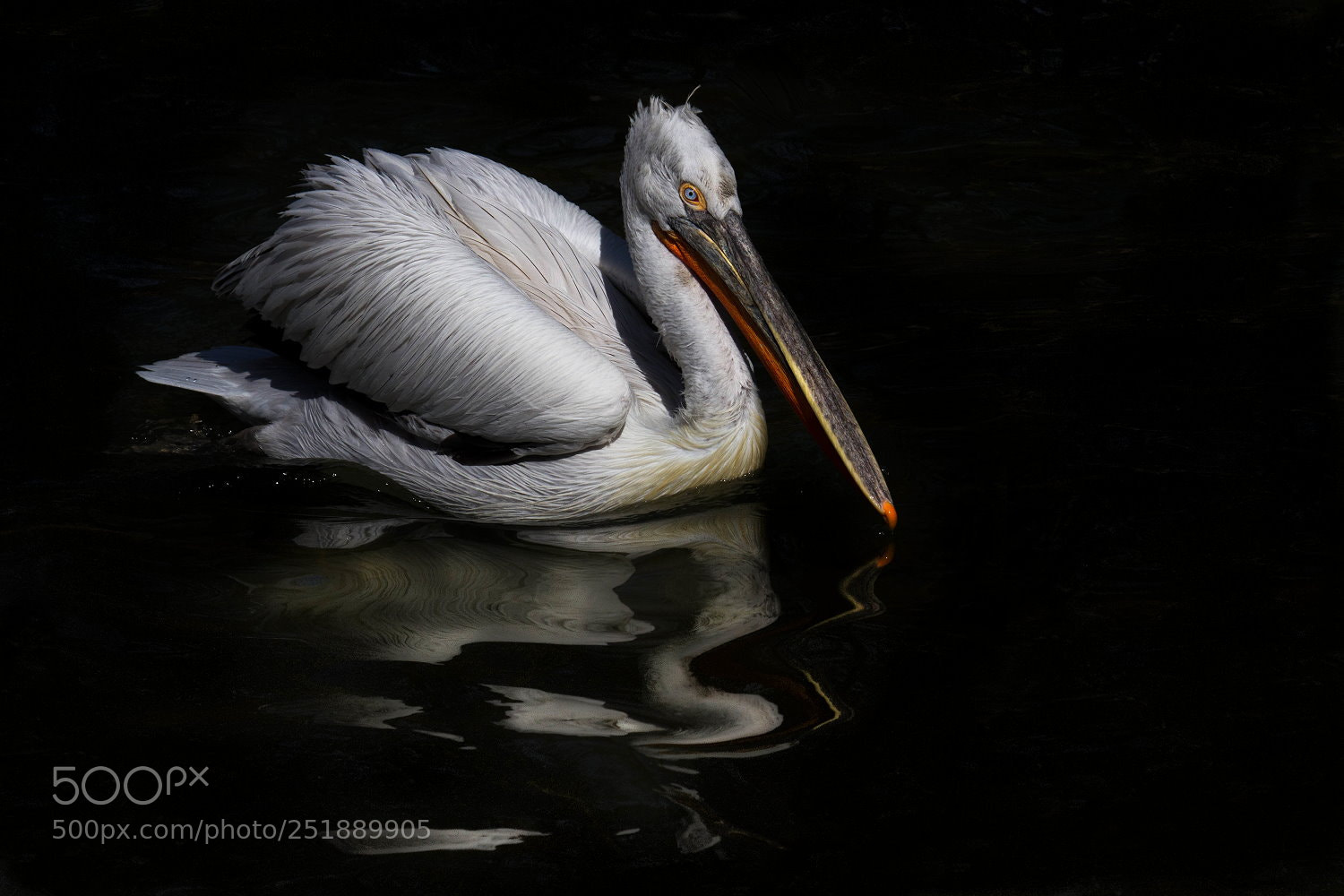 Canon EOS 7D sample photo. Pelican photography
