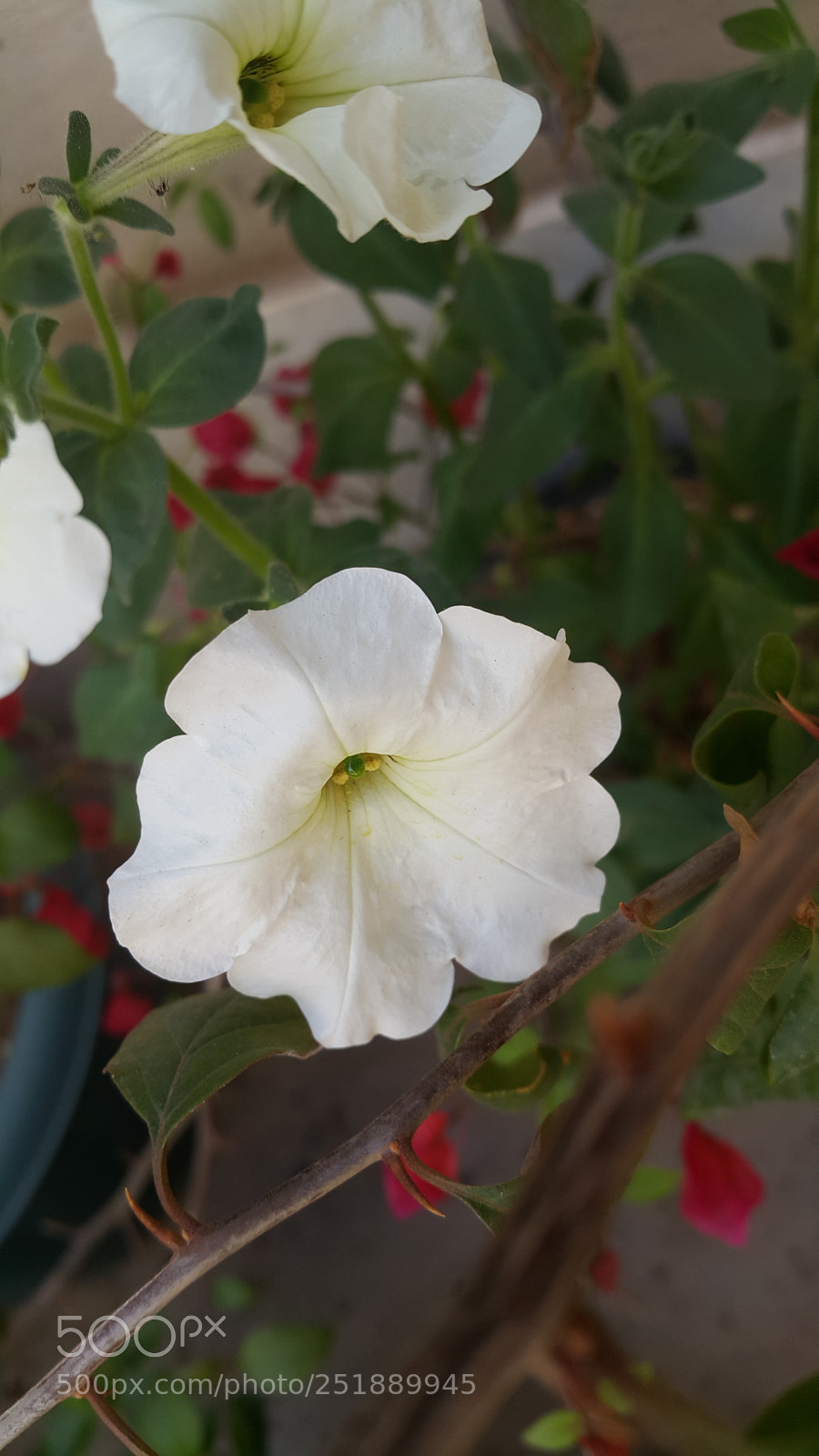 Samsung Galaxy Note4 sample photo. Untitled photography